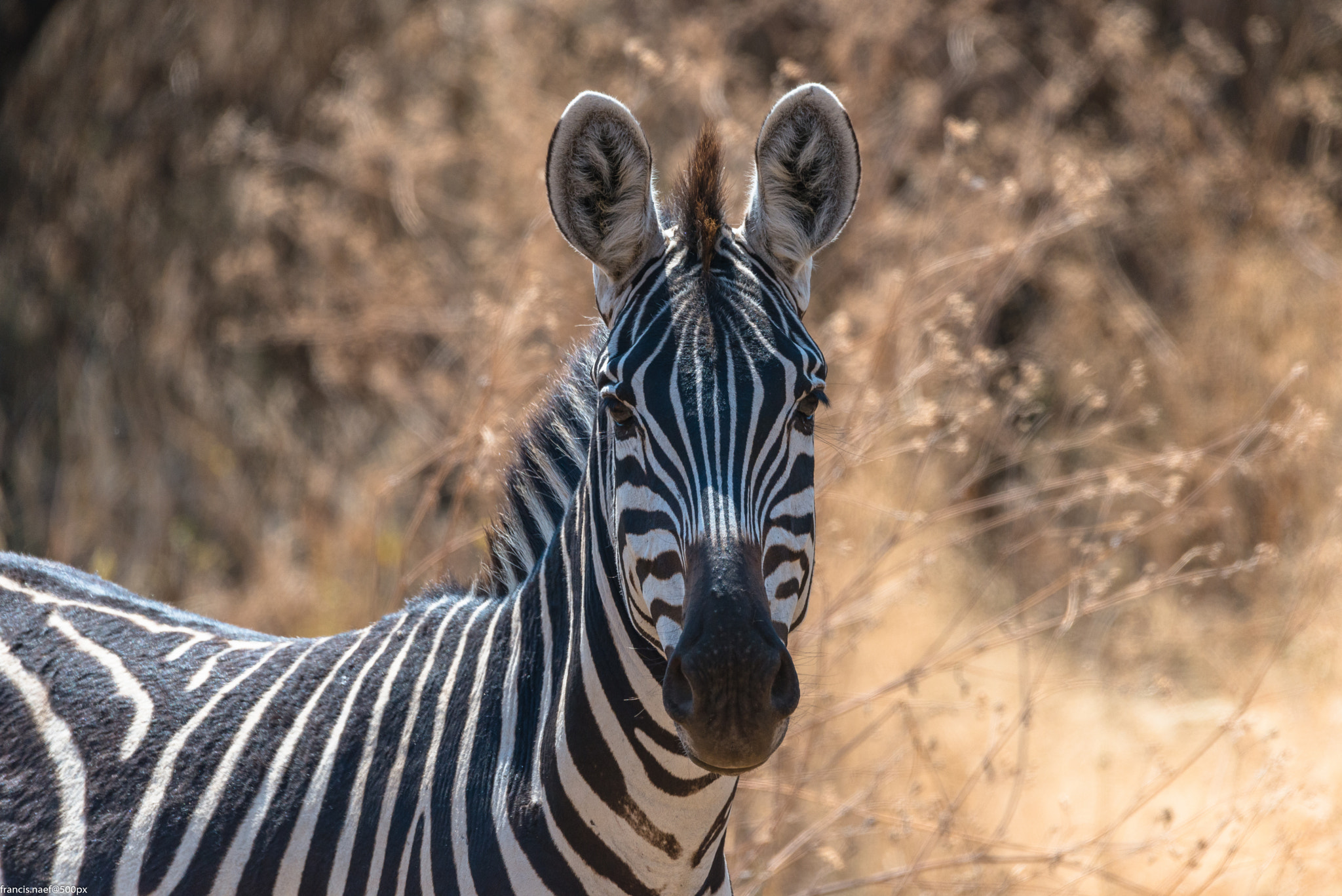 Nikon D800 sample photo. Portrait of a wild zebra photography