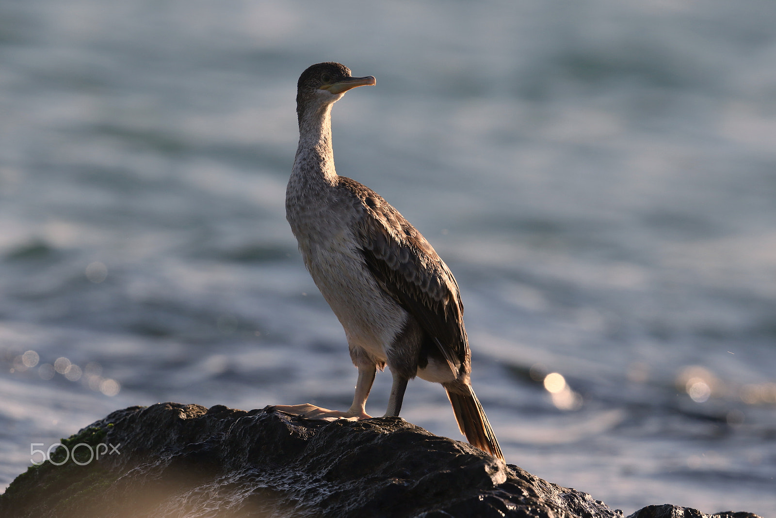 Canon EF 500mm F4L IS II USM sample photo. Phalacrocorax aristotelis european shag photography
