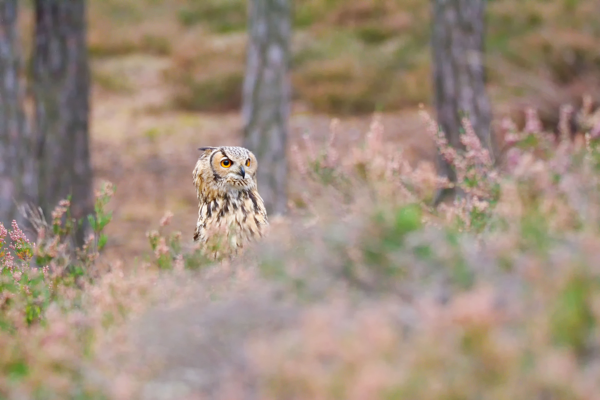 Nikon D7100 sample photo. Bengal eagle owl (bubo bengalensis) photography