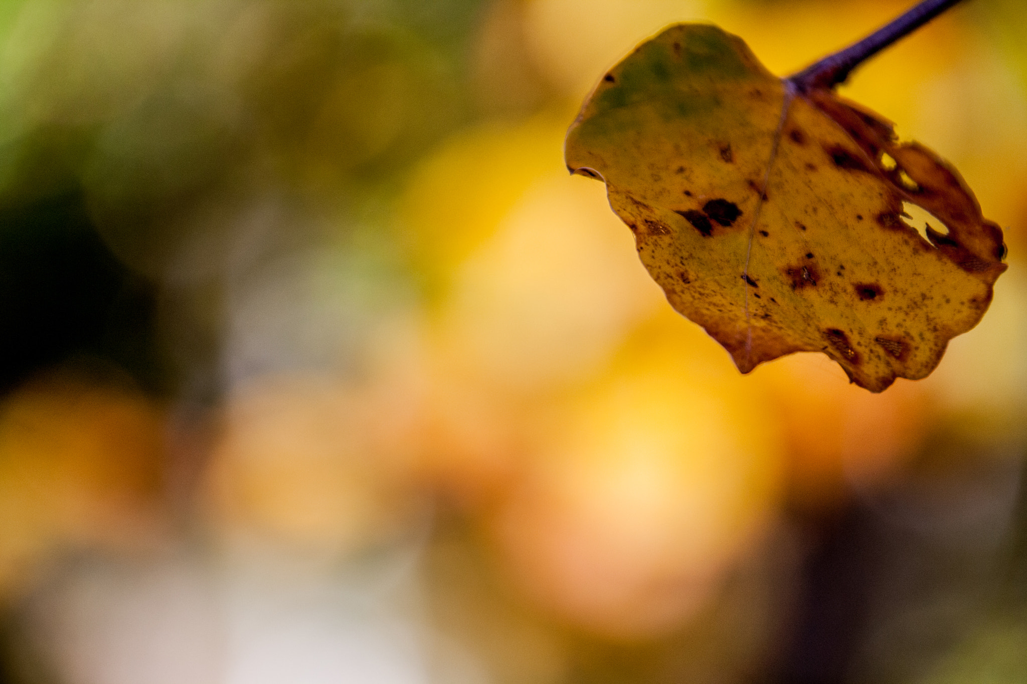 Canon EOS 1000D (EOS Digital Rebel XS / EOS Kiss F) + Canon TS-E 90mm F2.8 Tilt-Shift sample photo. The autumn leaves start to fall•° photography