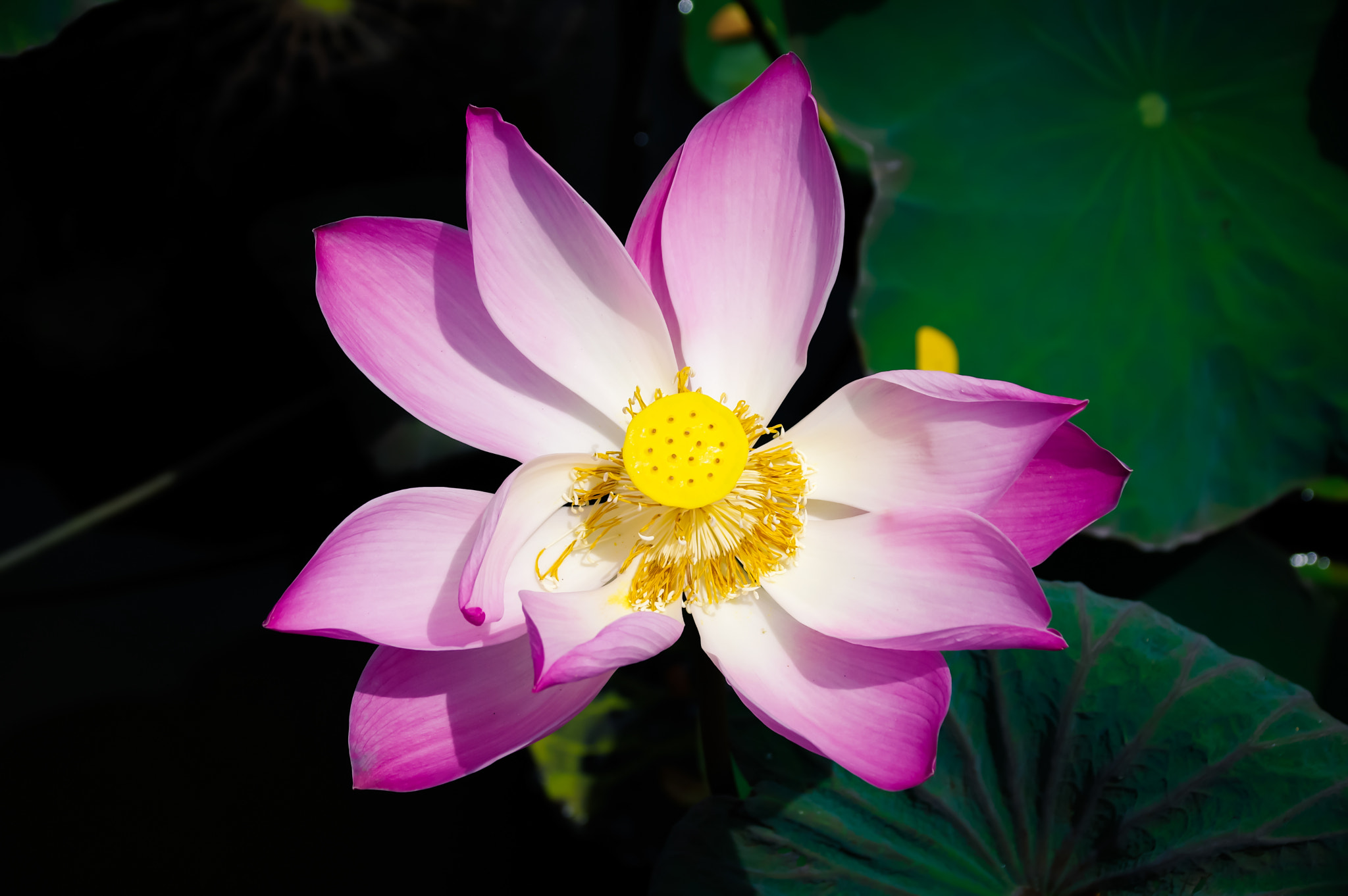 Sigma 18-300mm F3.5-6.3 DC Macro HSM sample photo. Lotus ubud photography