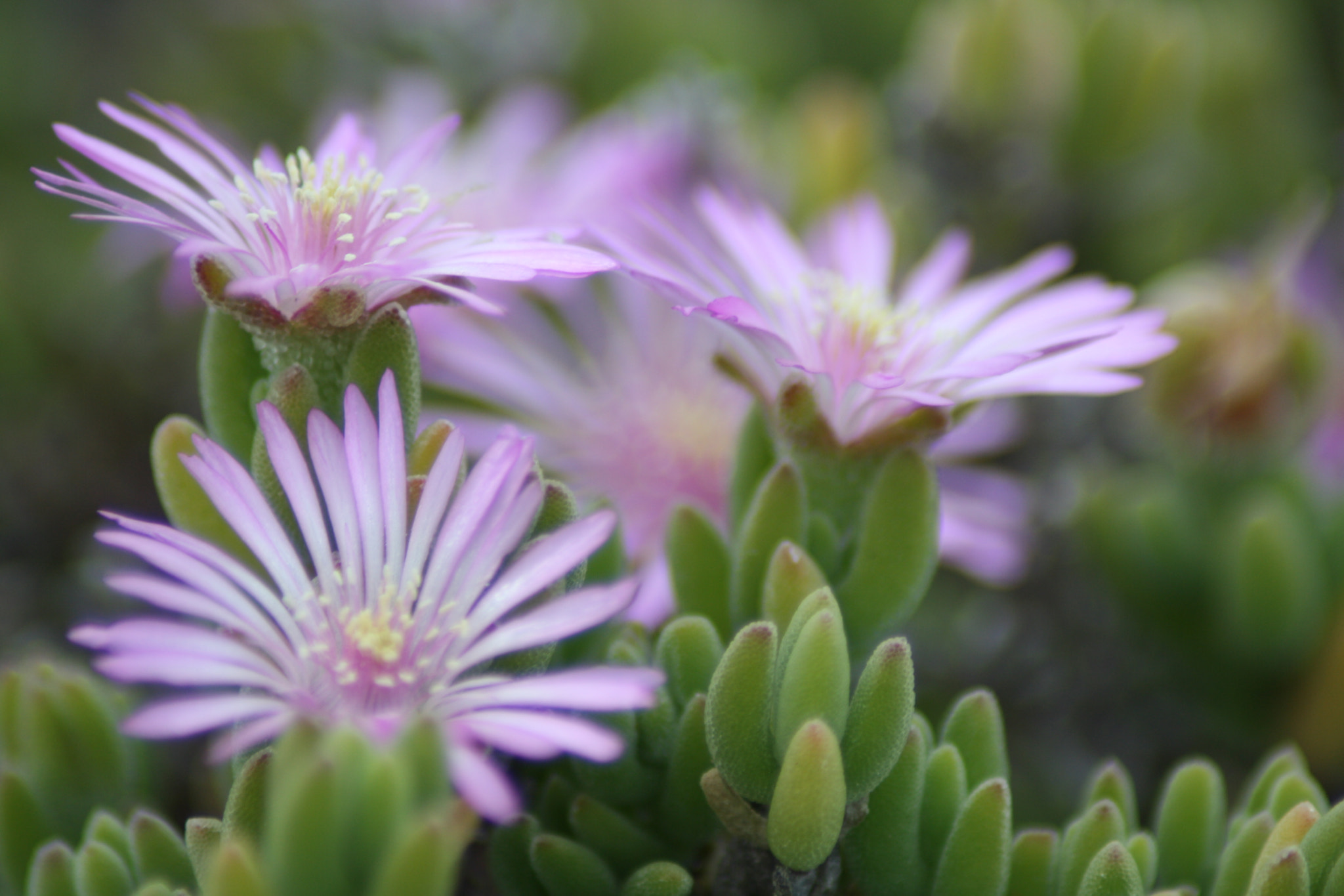 Canon EOS 1000D (EOS Digital Rebel XS / EOS Kiss F) sample photo. Cape flower photography