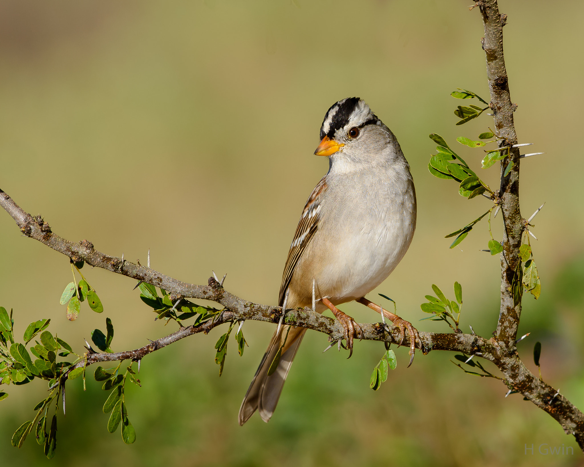 Nikon D810 sample photo. White-crowned sparrow photography