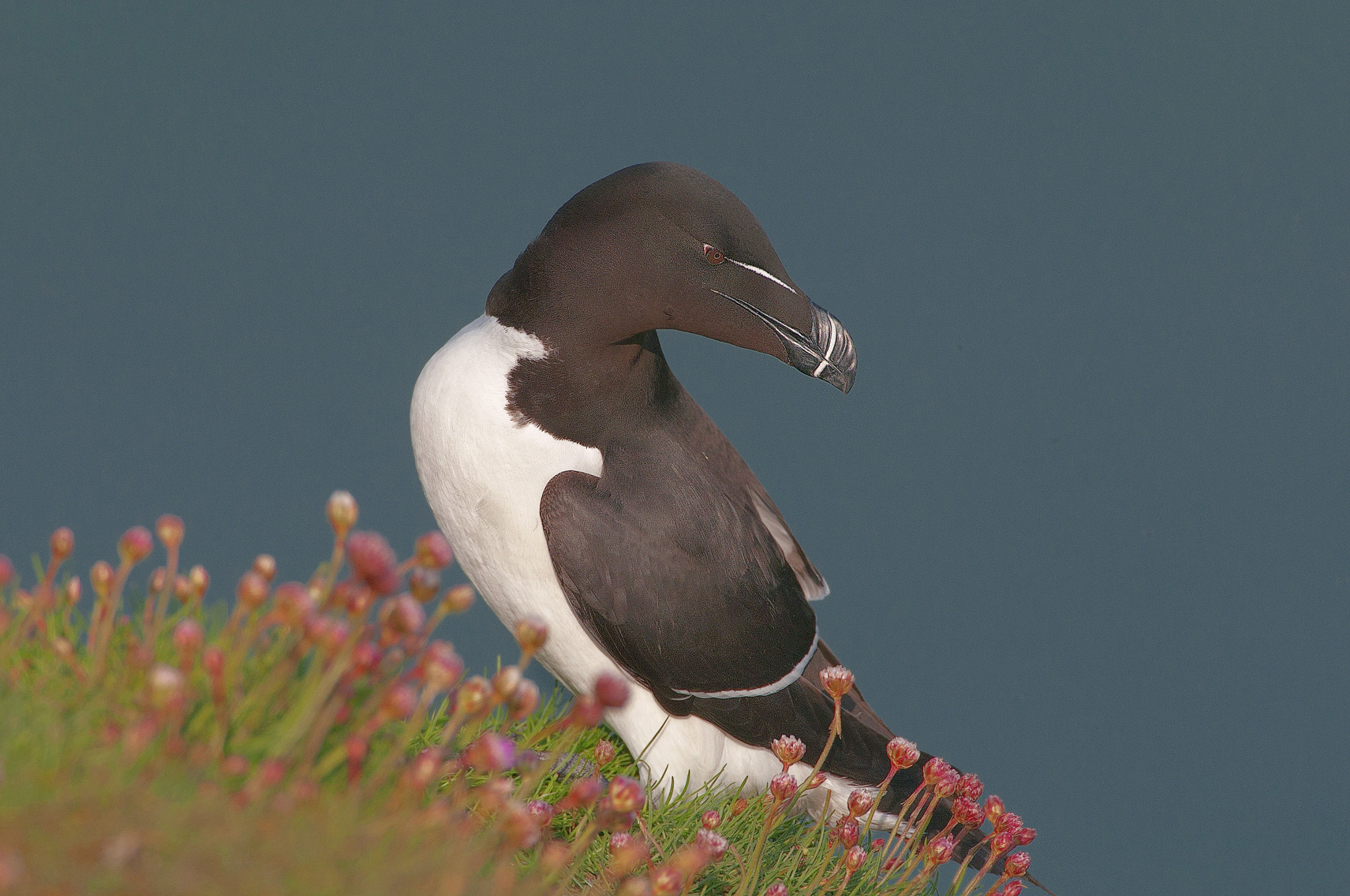 Nikon D300 sample photo. Razorbill on a cliff photography