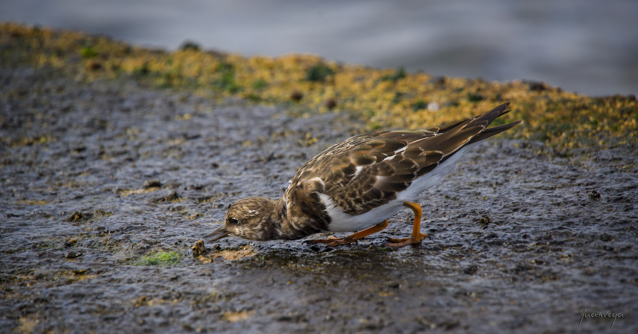 Sony Alpha DSLR-A850 + Minolta AF 300mm F2.8 HS-APO G sample photo. Vuelvepiedras photography