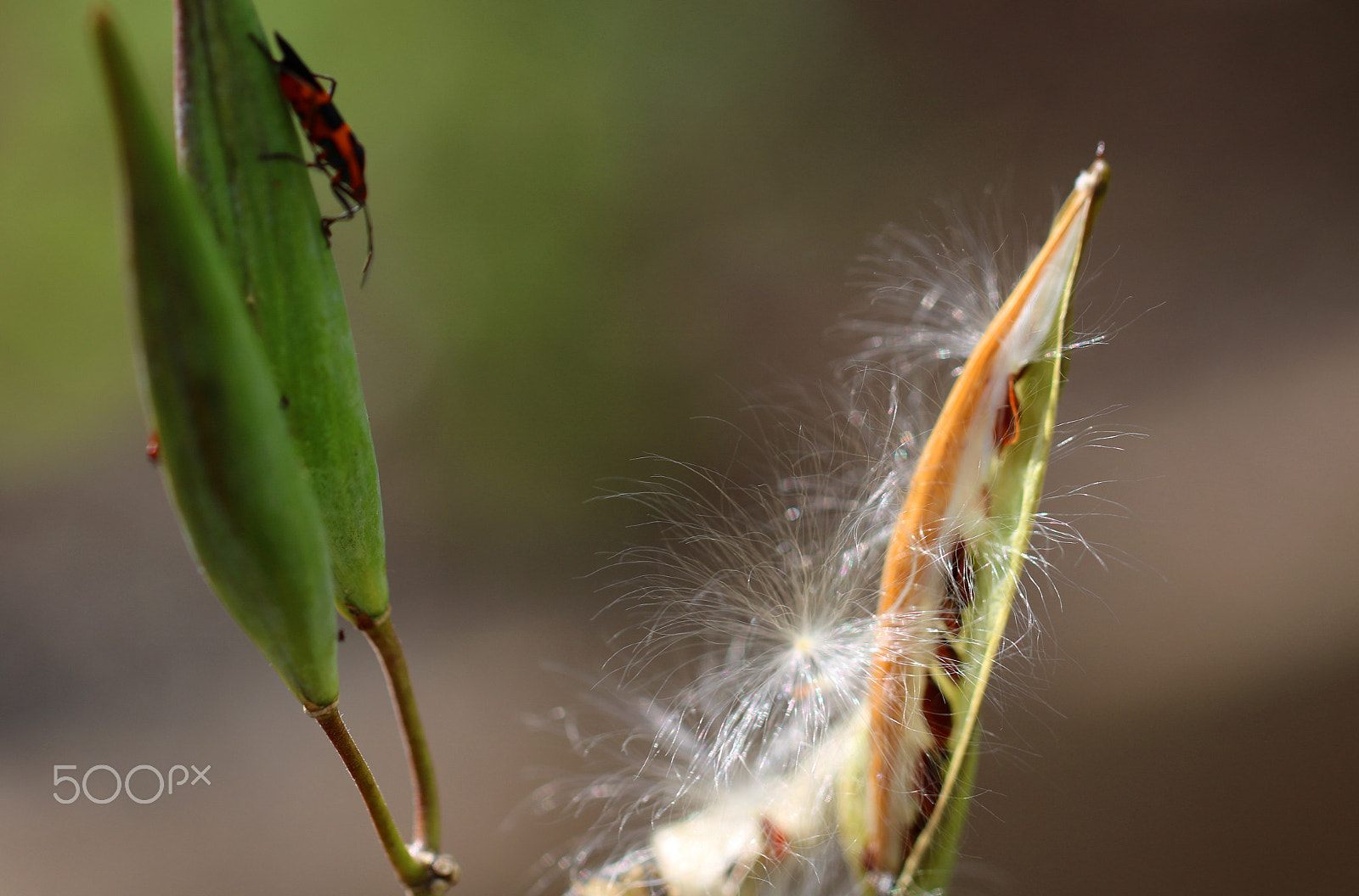Canon EF 100mm F2.8L Macro IS USM sample photo. Seed pod 2226 photography