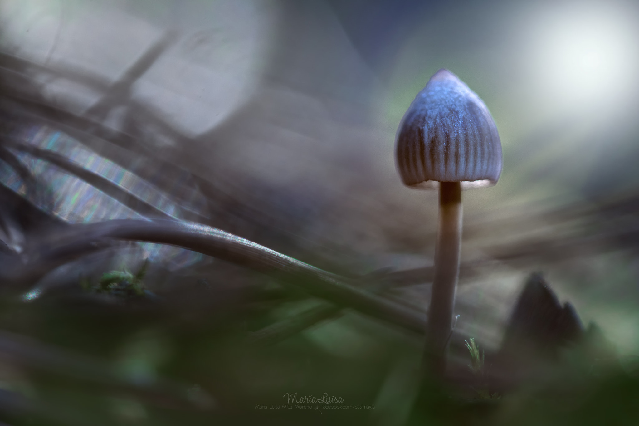 Canon EF 100mm F2.8 Macro USM sample photo. Somewhere in the forest photography