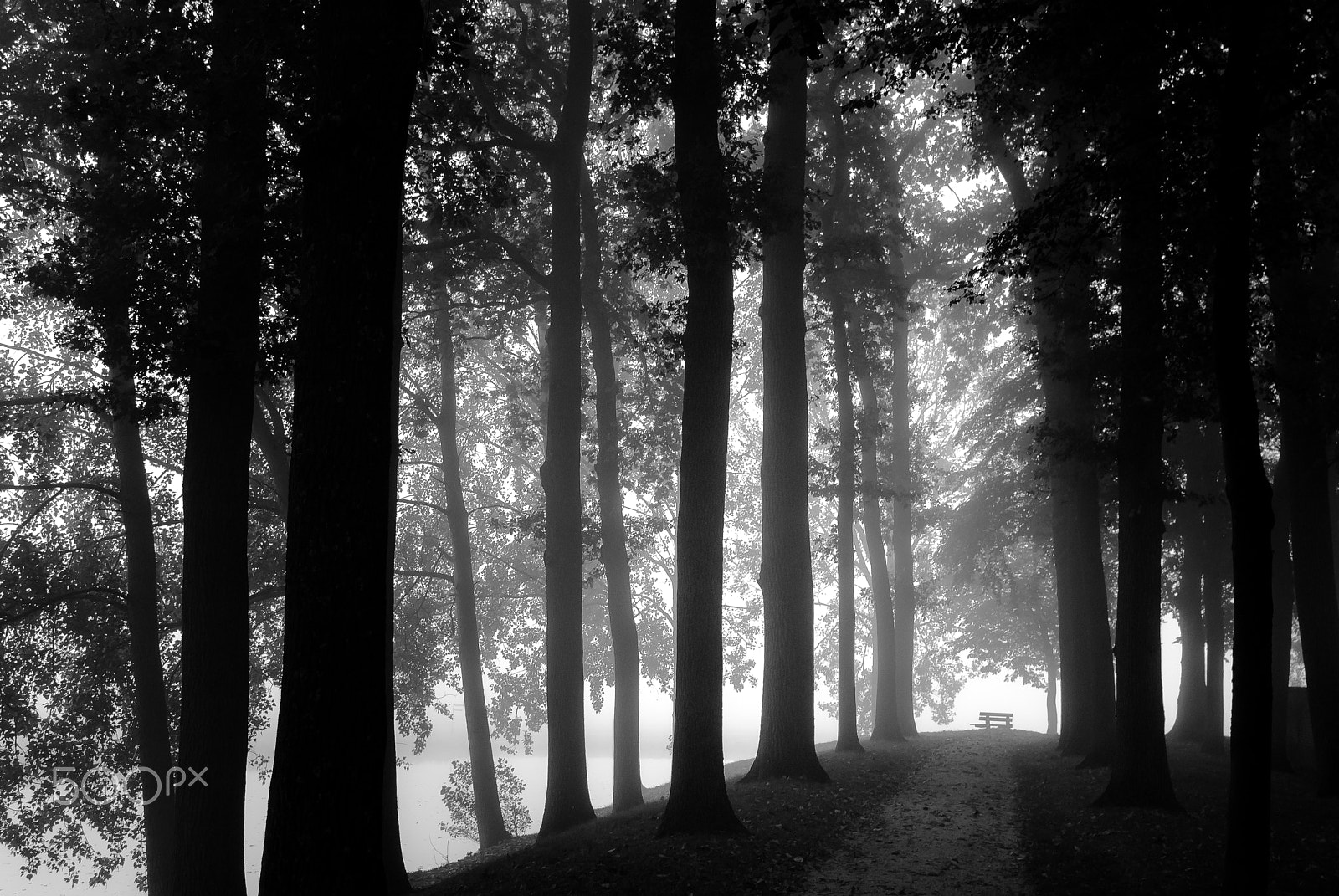 Sony Alpha DSLR-A200 sample photo. Rural road through the autumn park on a misty morning. photography