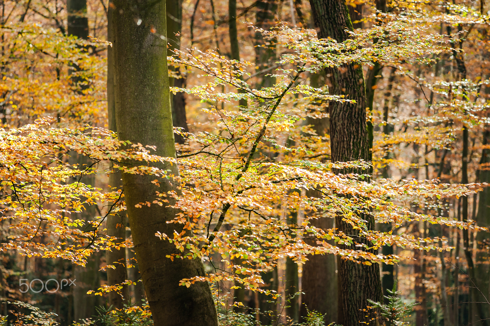 Minolta/Sony AF 70-200mm F2.8 G sample photo. Tree branches or twigs in autumn photography