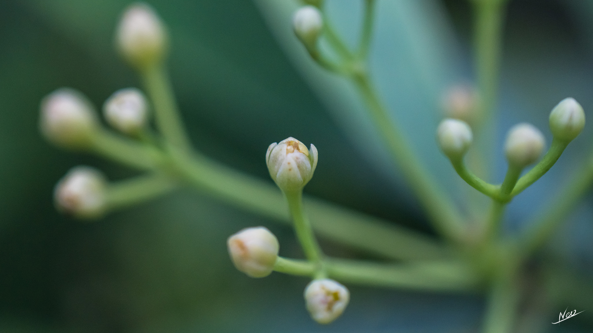 Sony a6300 + Sony FE 50mm F2.8 Macro sample photo. Flower photography