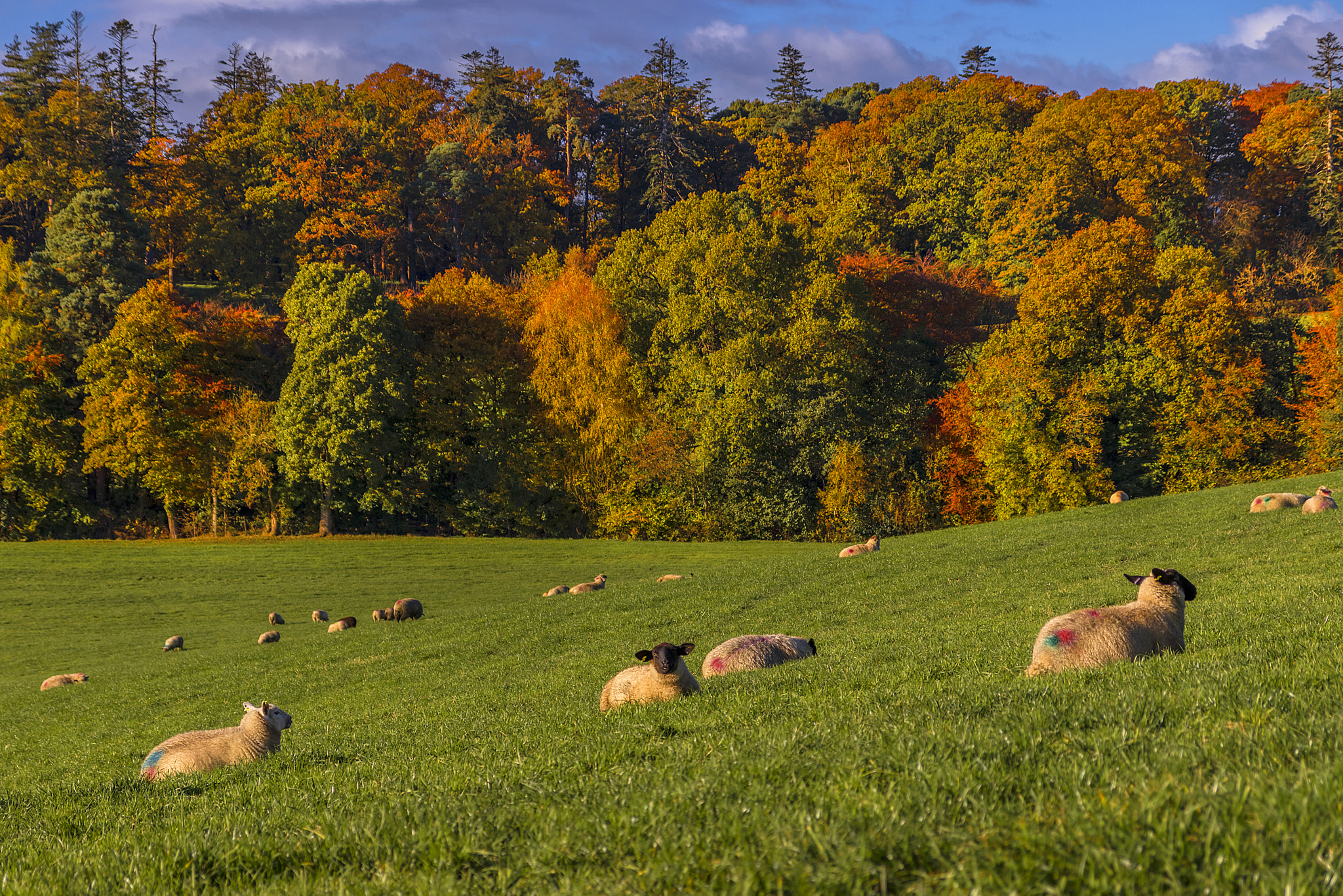 Canon EOS 80D sample photo. Autumn lambs photography