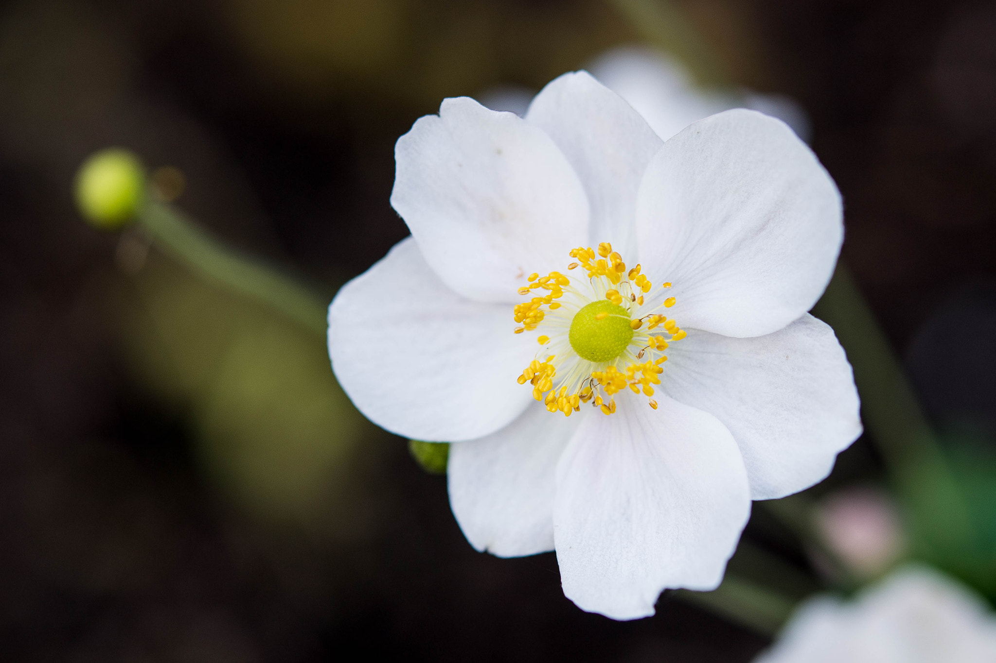 Nikon AF-S Micro-Nikkor 60mm F2.8G ED sample photo. White photography