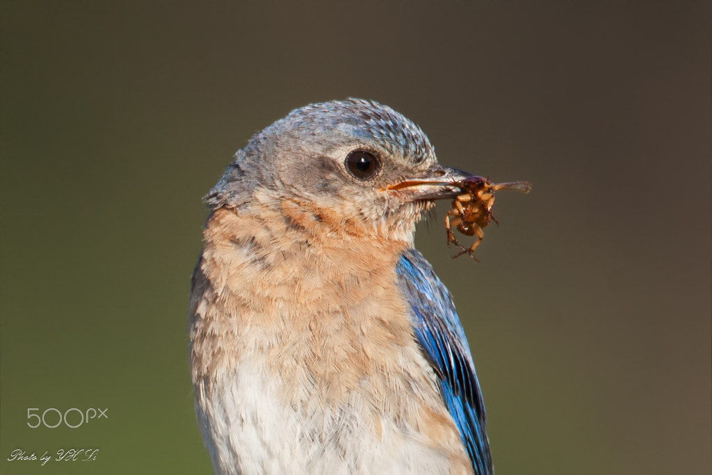 150-600mm F5-6.3 DG OS HSM | Sports 014 sample photo. Blue bird (4) photography