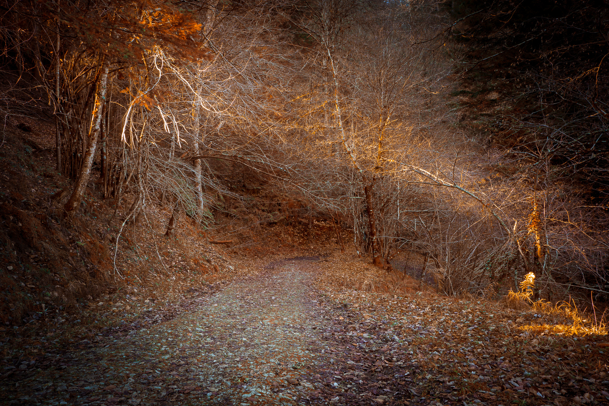 Panasonic Lumix DMC-G5 sample photo. Red forest photography