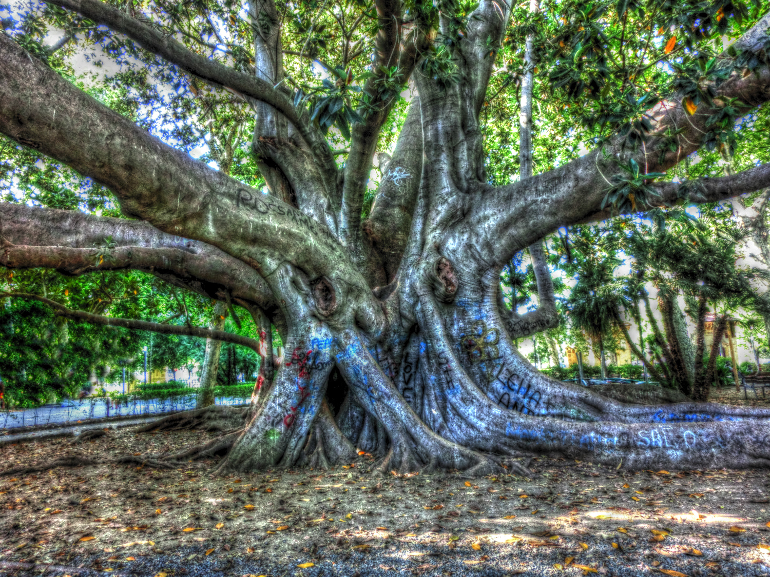 CASIO EX-ZR200 sample photo. Old ficus tree photography