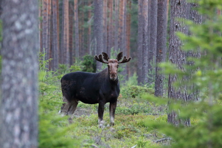 Sigma 150mm f/2.8 EX DG OS HSM APO Macro sample photo. Moose. photography