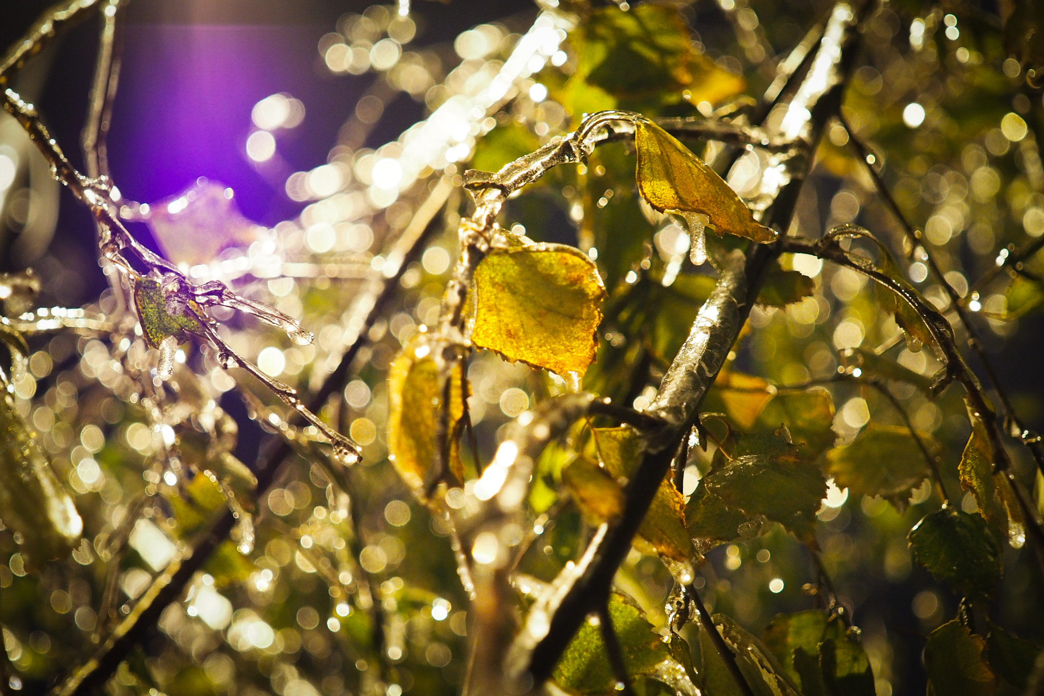 Olympus OM-D E-M10 sample photo. Autumn leaf in ice photography