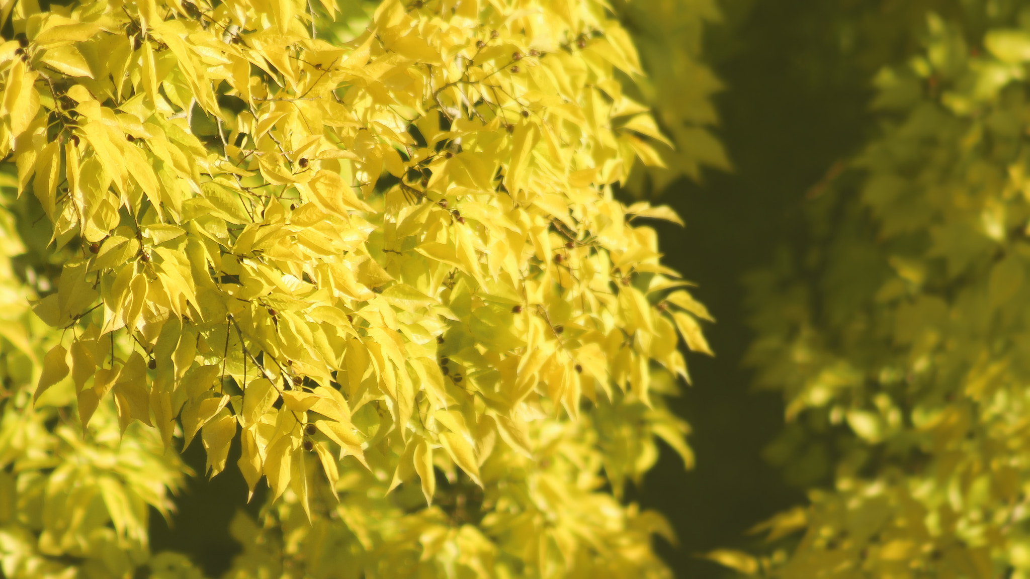 Canon EF 75-300mm f/4-5.6 USM sample photo. Nature in the city? photography