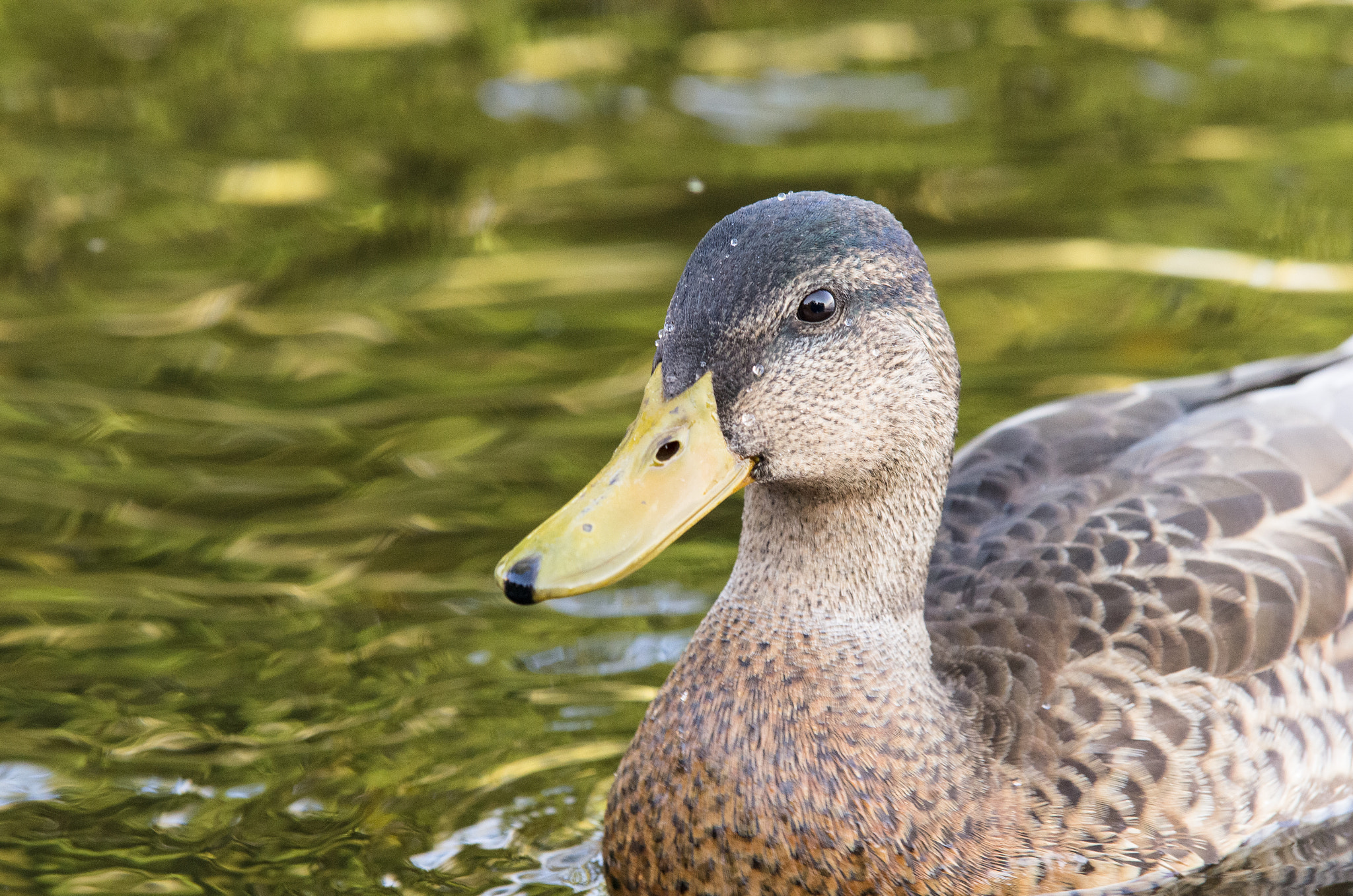 Pentax K-5 sample photo. Portrait of a duck photography