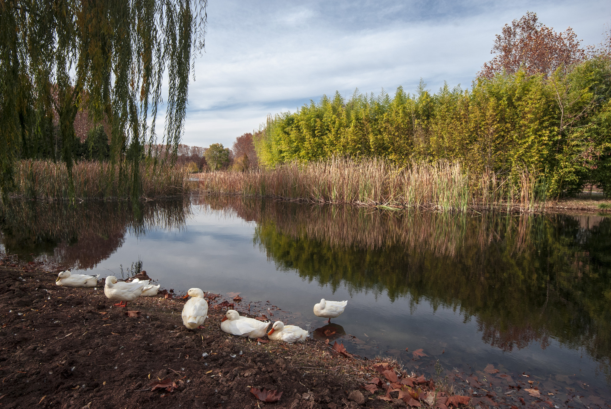 Sigma 10-20mm F4-5.6 EX DC HSM sample photo. Bursa botanik photography