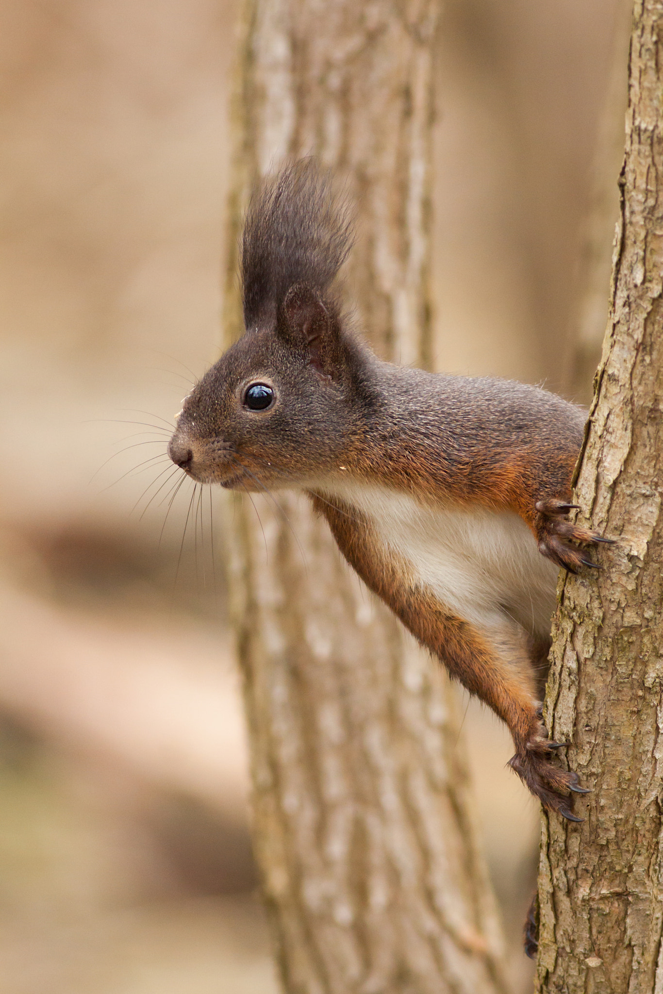 Canon EOS 50D + Canon EF 400mm F5.6L USM sample photo. Squirrel photography