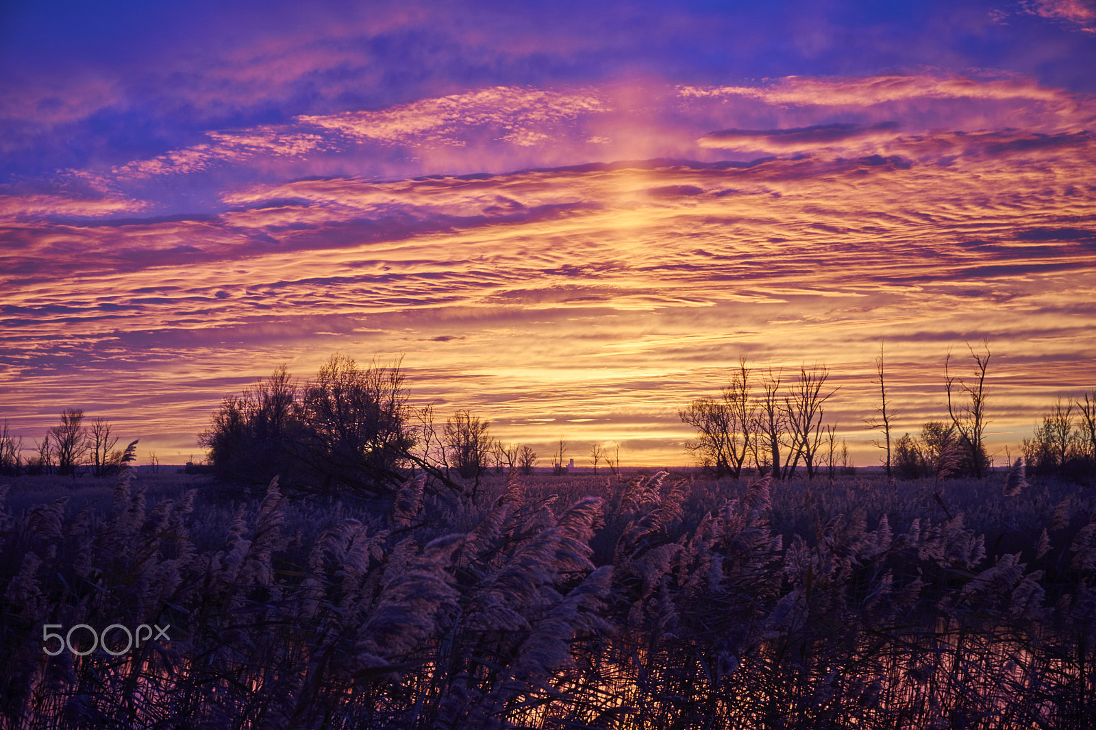 Sony a5100 sample photo. Sunset oostvaardersplassen photography