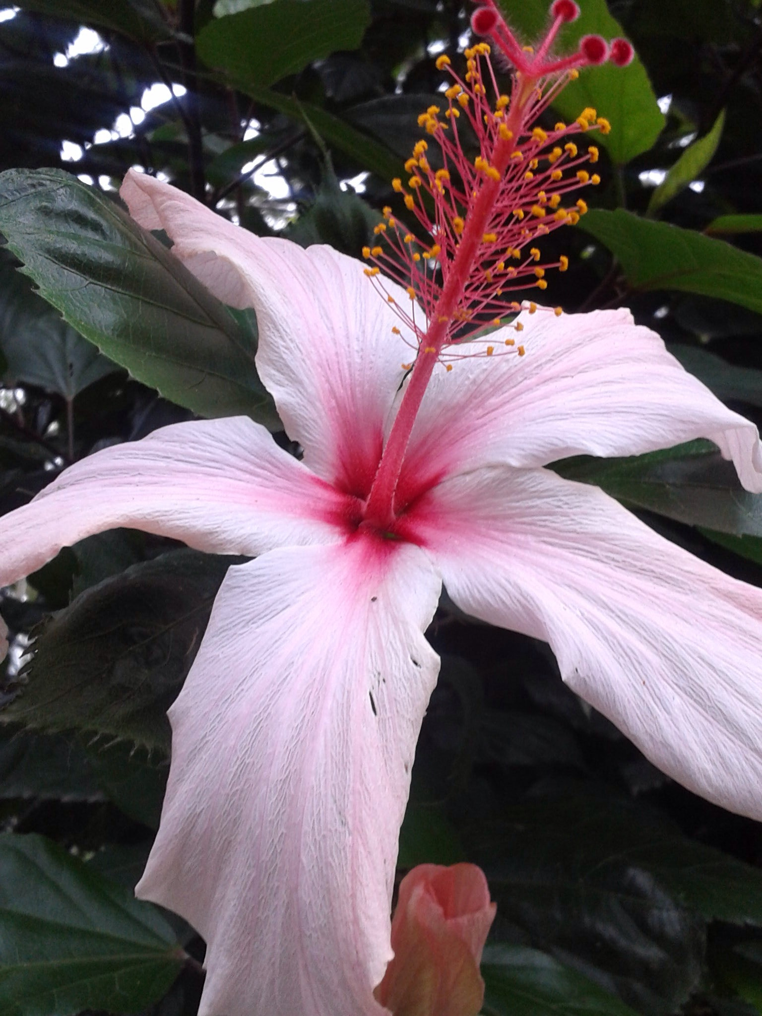 Samsung Galaxy Ace sample photo. Flor photography