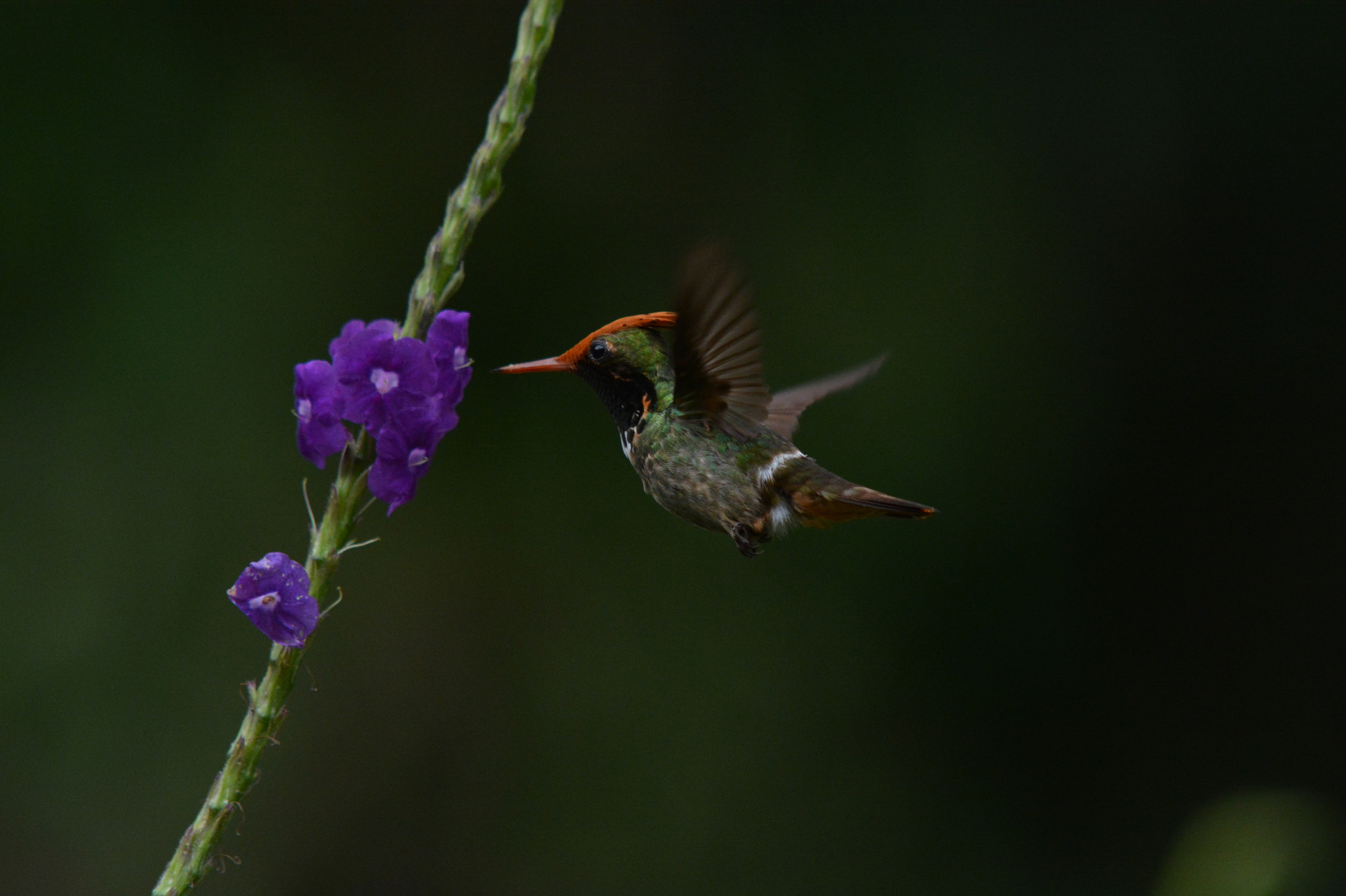 Nikon D5200 sample photo. Rufous crested coquette photography