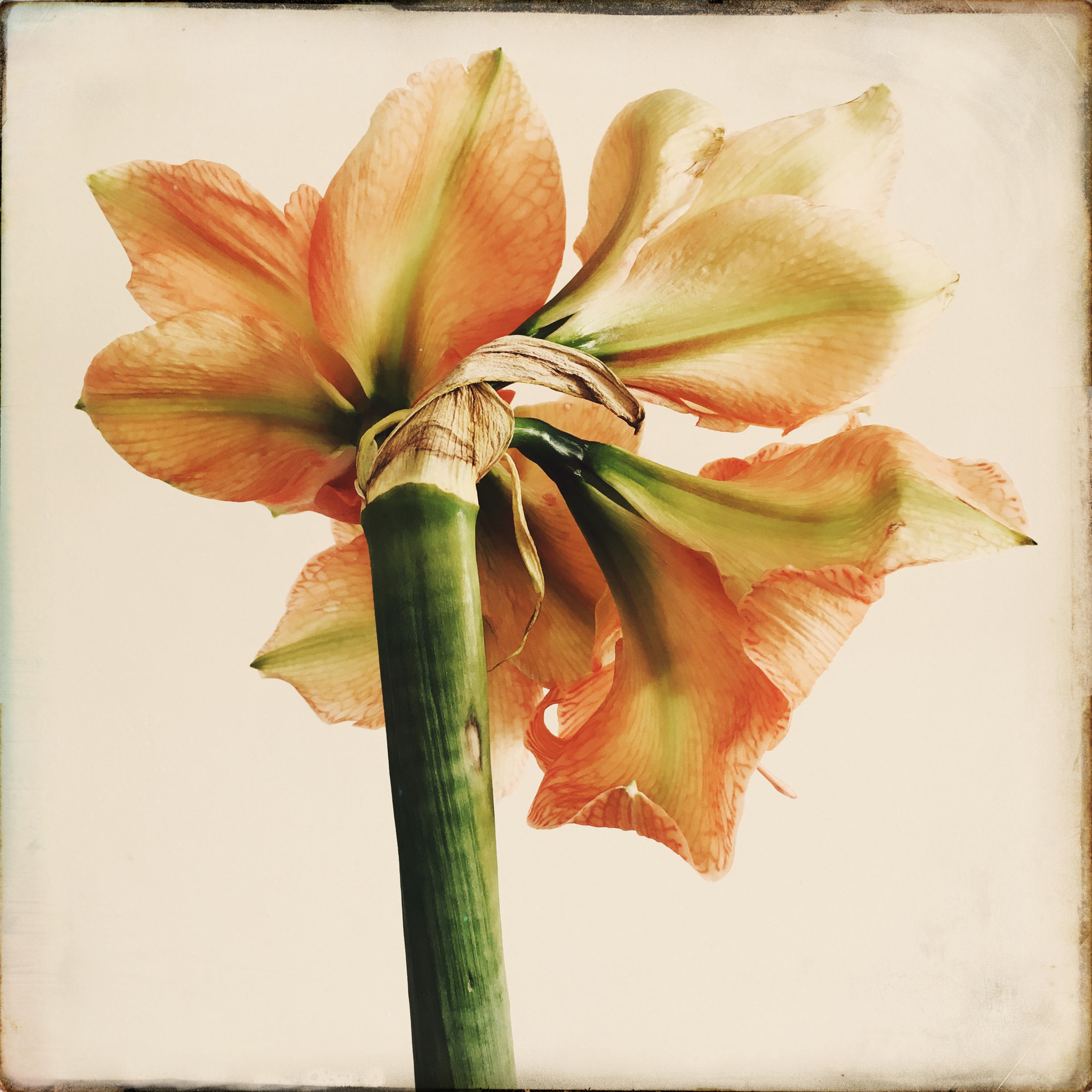 Hipstamatic 322 sample photo. Amaryllis photography
