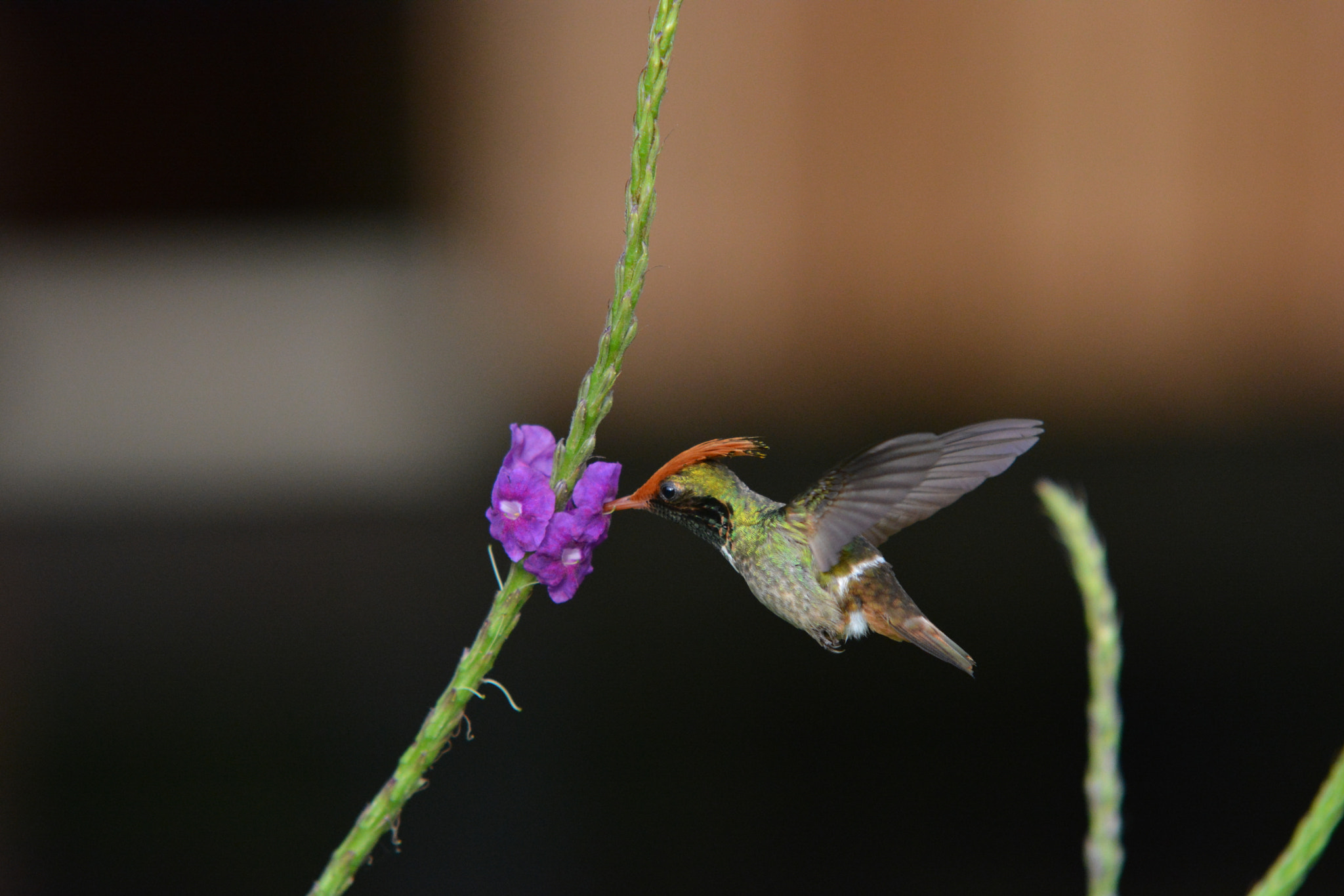 Sigma 70-200mm F2.8 EX DG Macro HSM II sample photo. Rufous crested coquette photography
