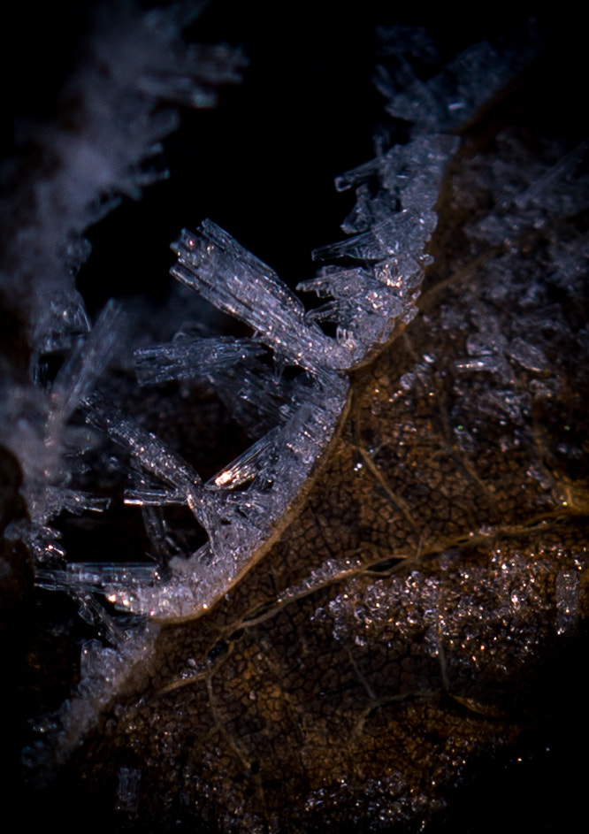 Sony Alpha NEX-7 + Sony E 30mm F3.5 Macro sample photo. Crystal palace photography