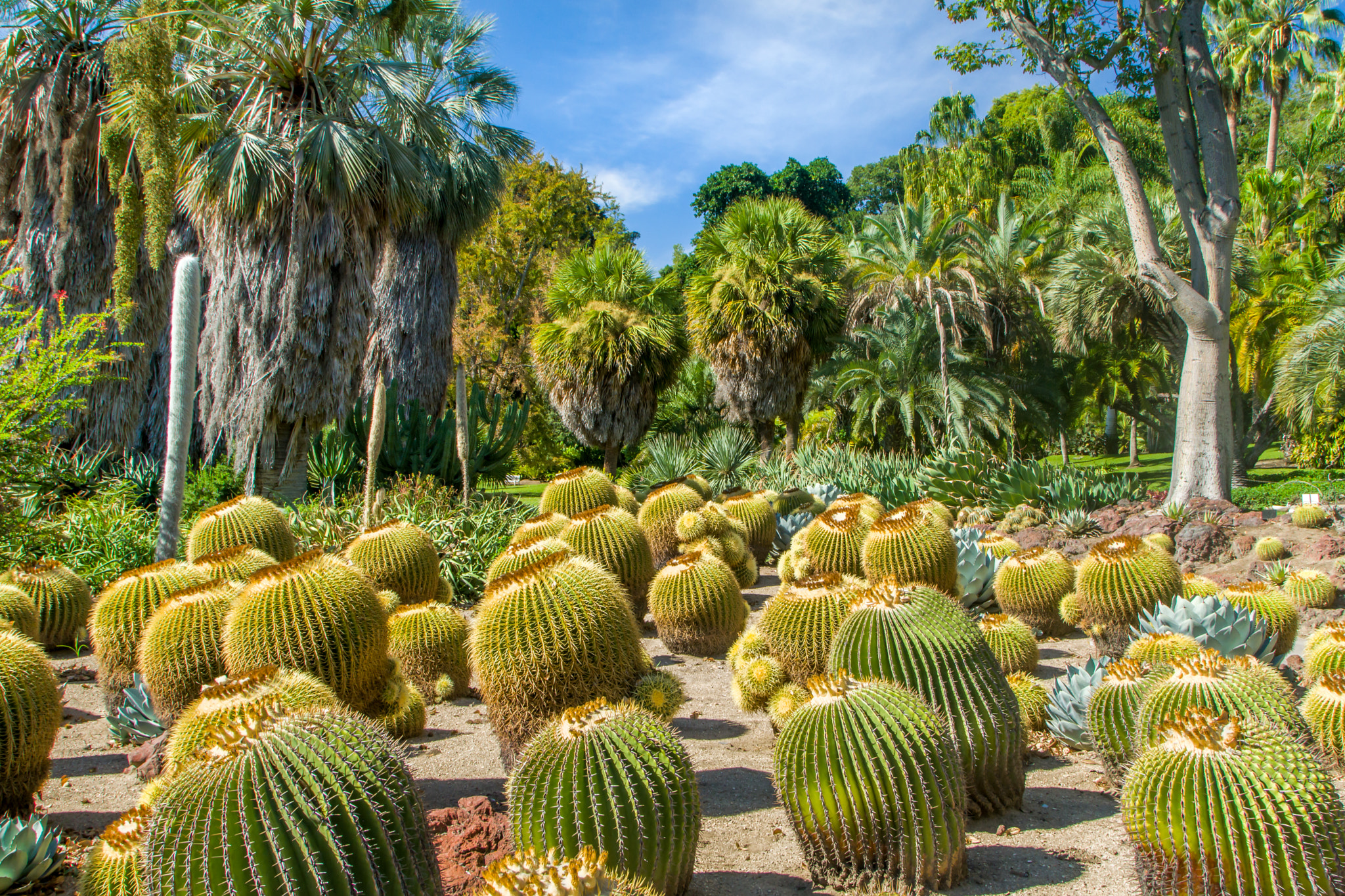 Sony a6300 + Canon EF 24-105mm F4L IS USM sample photo. Grouping of barrel cactus in tropical garden photography
