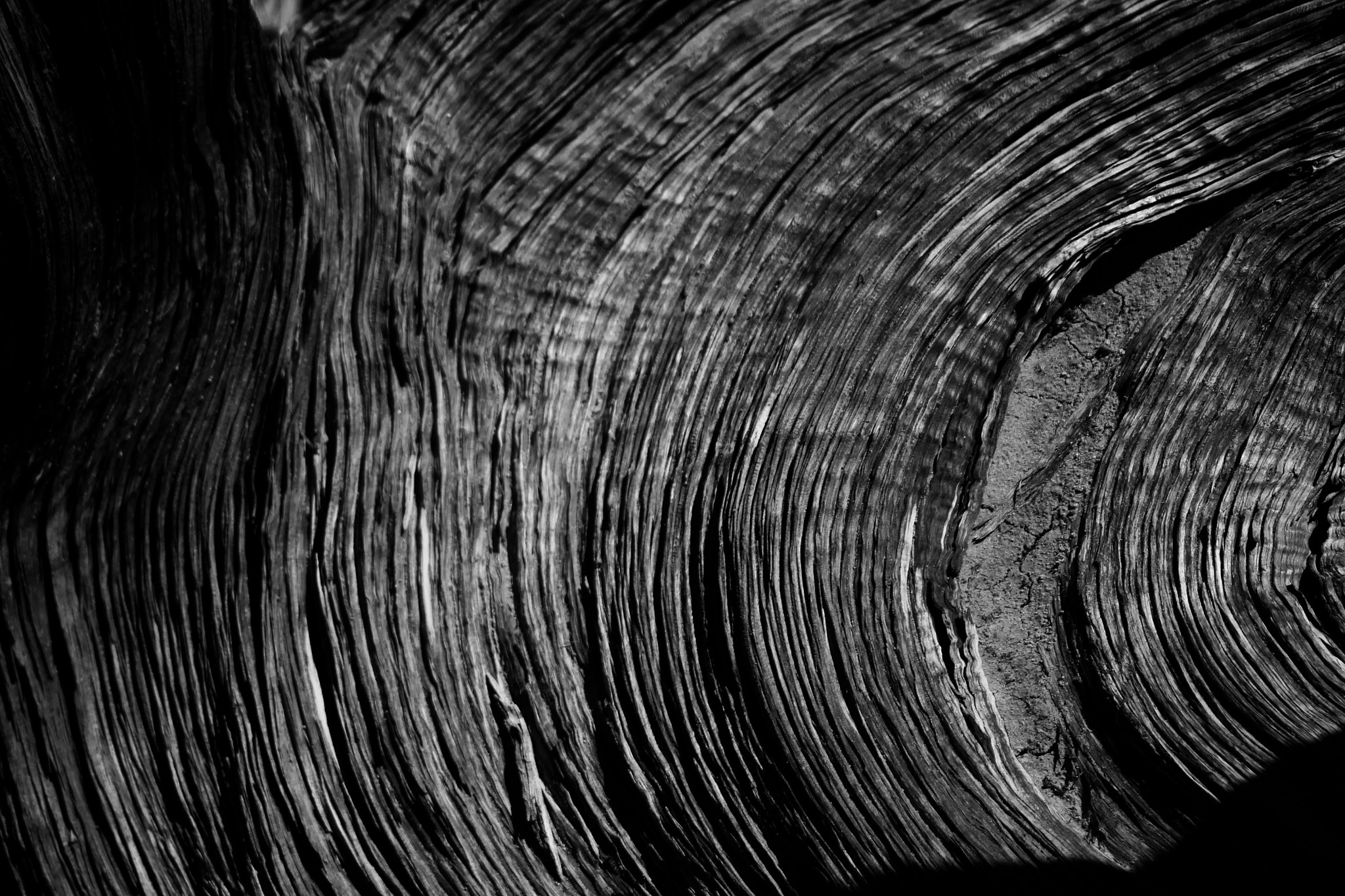 Canon EF 28-90mm f/4-5.6 sample photo. Bois photography
