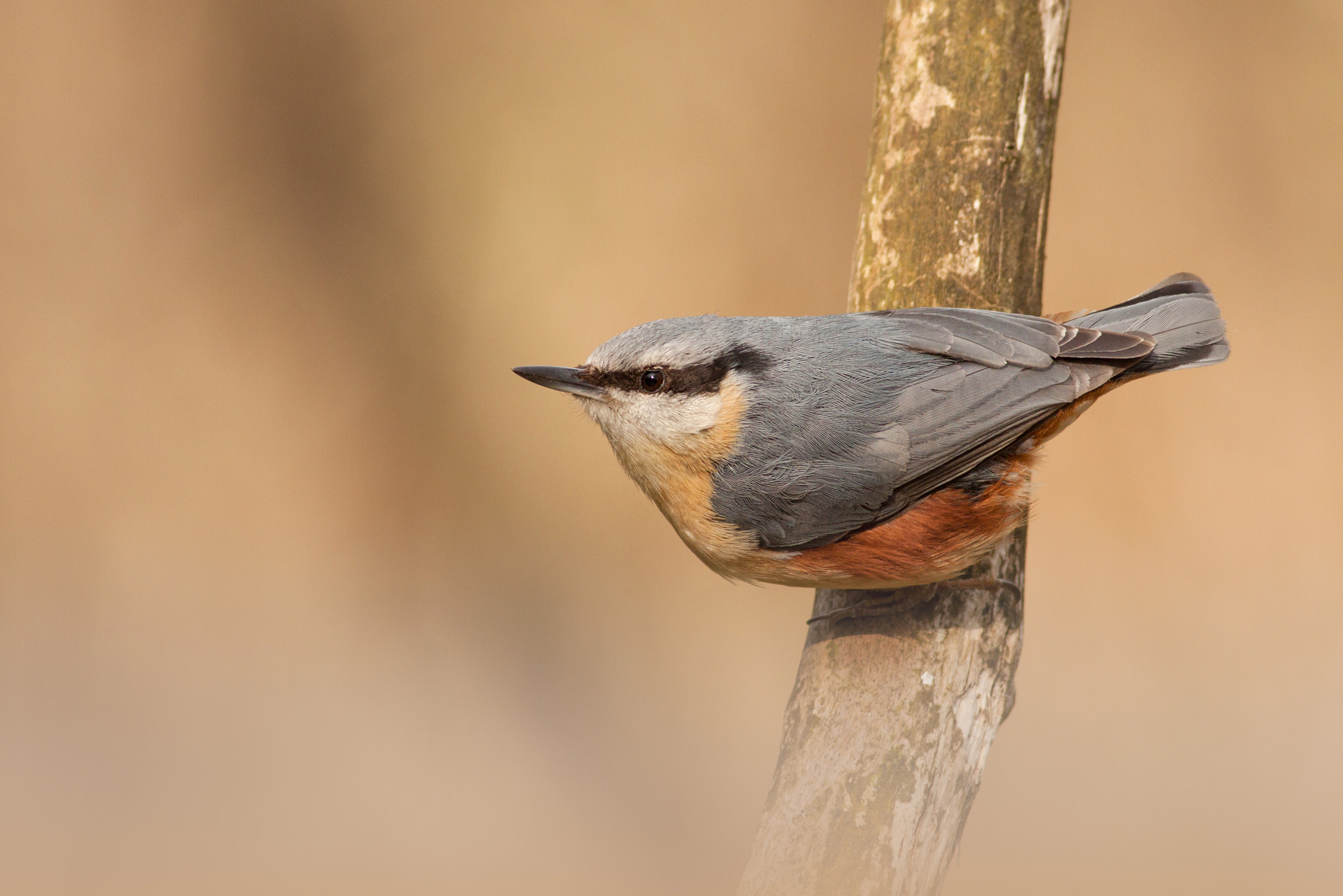 Canon EOS 50D + Canon EF 400mm F5.6L USM sample photo. Sitta europaea photography