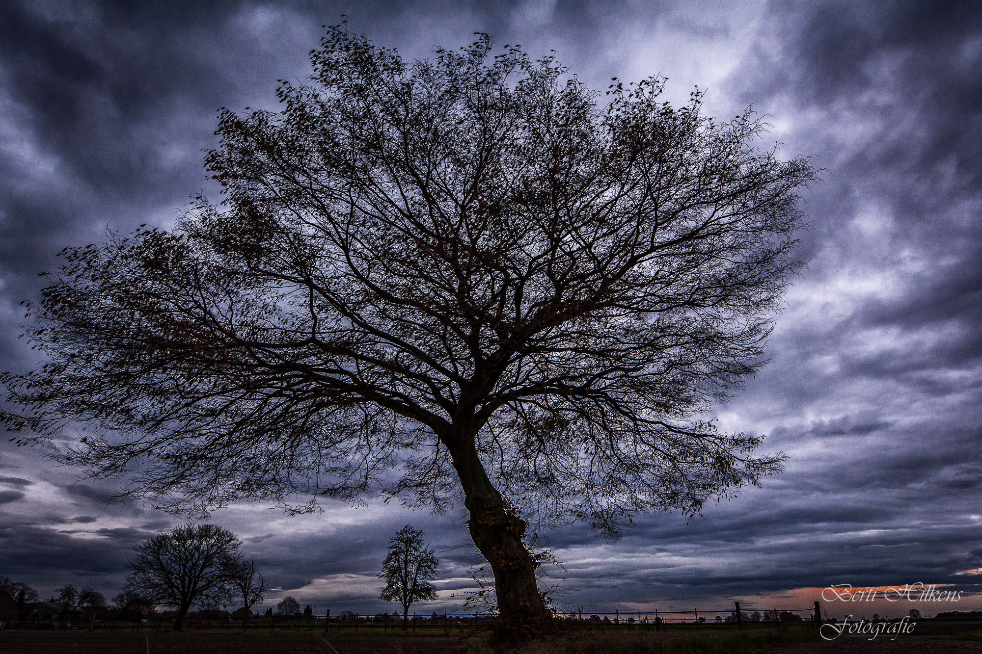 Nikon D7100 sample photo. A beaytyfull tree and sky photography