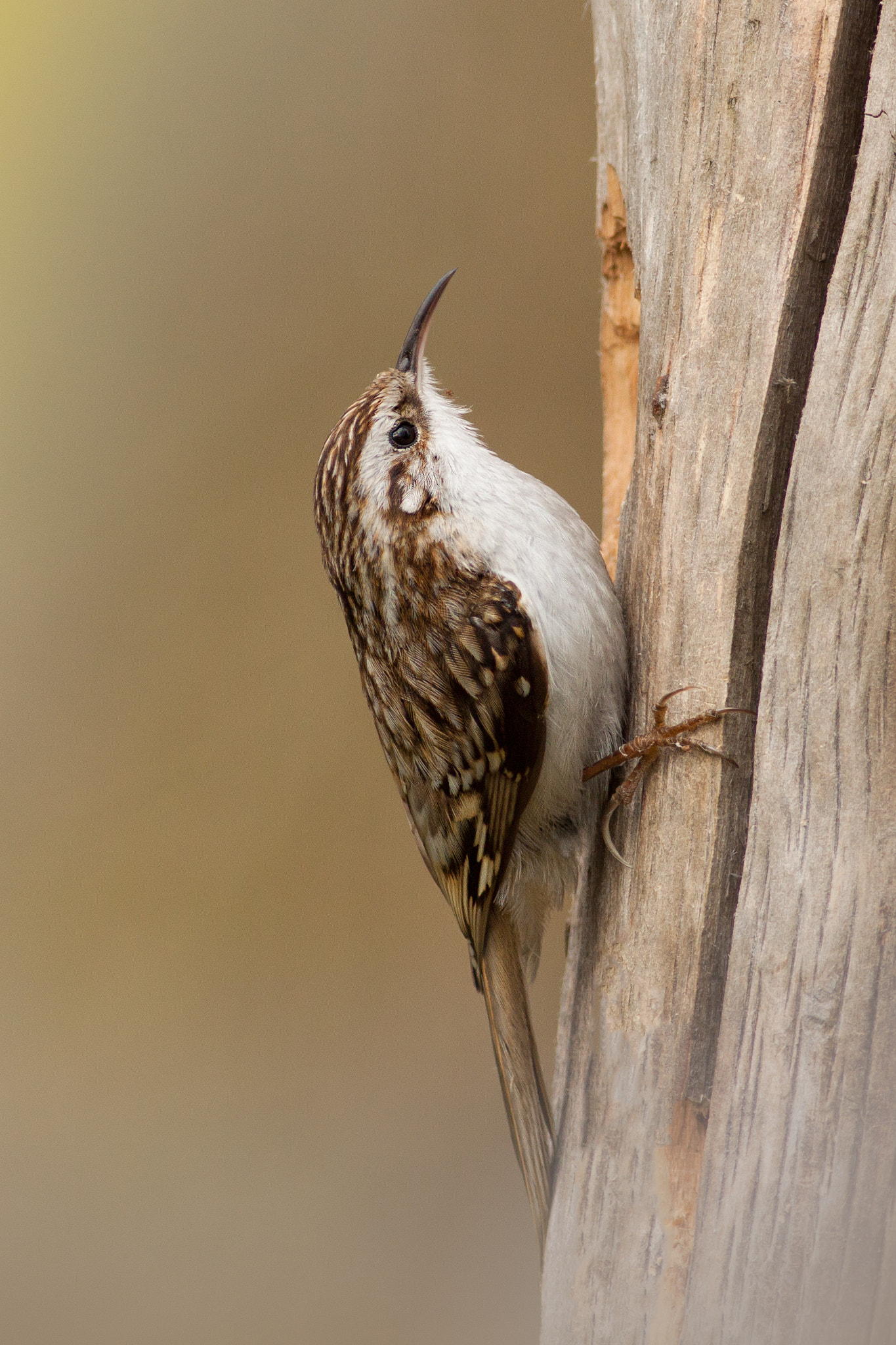 Canon EOS 50D + Canon EF 400mm F5.6L USM sample photo. Certhia brachydactyla photography