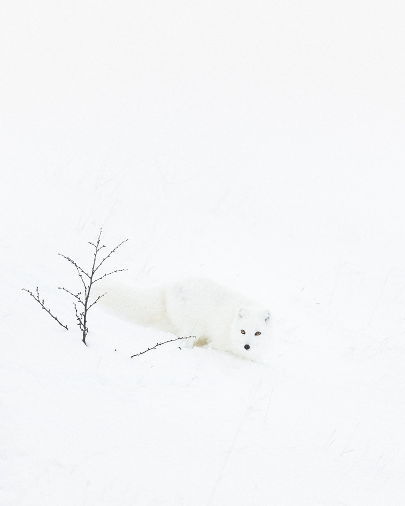 Snowed In. by Benjamin Hardman on 500px.com