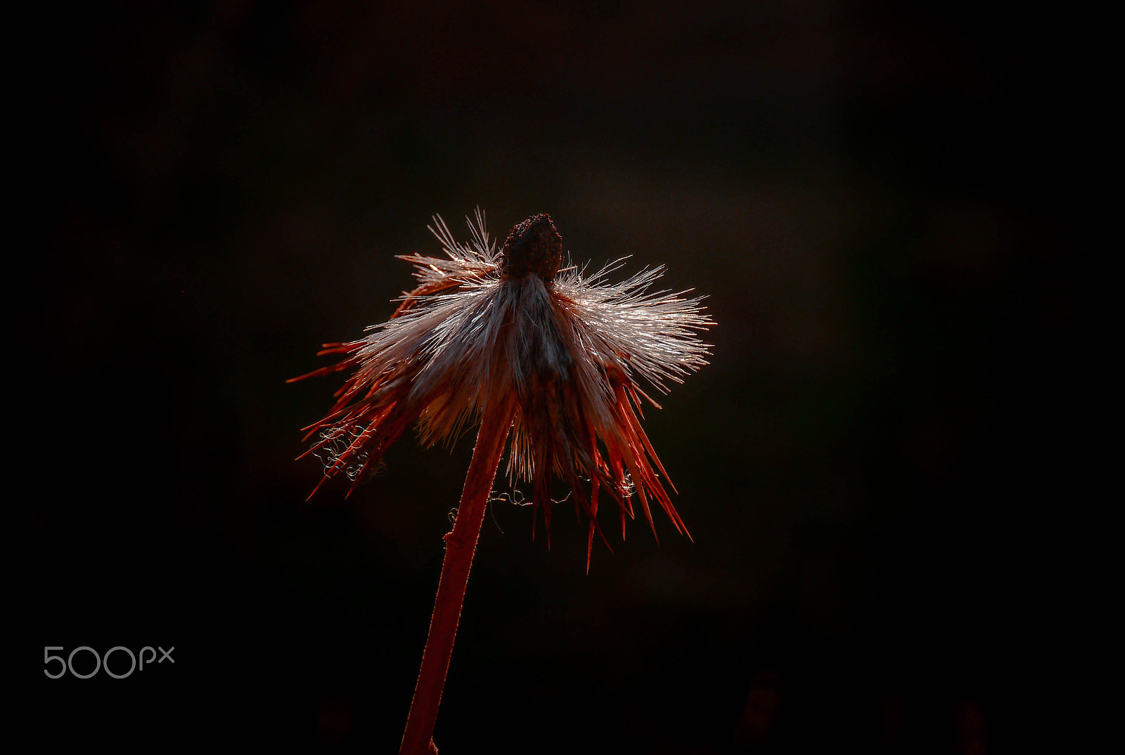 Panasonic Lumix DMC-G5 sample photo. Sun light in flower photography