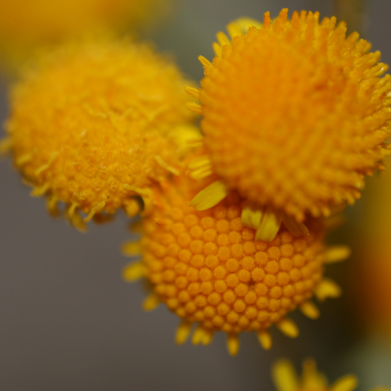Canon MP-E 65mm F2.5 1-5x Macro Photo sample photo