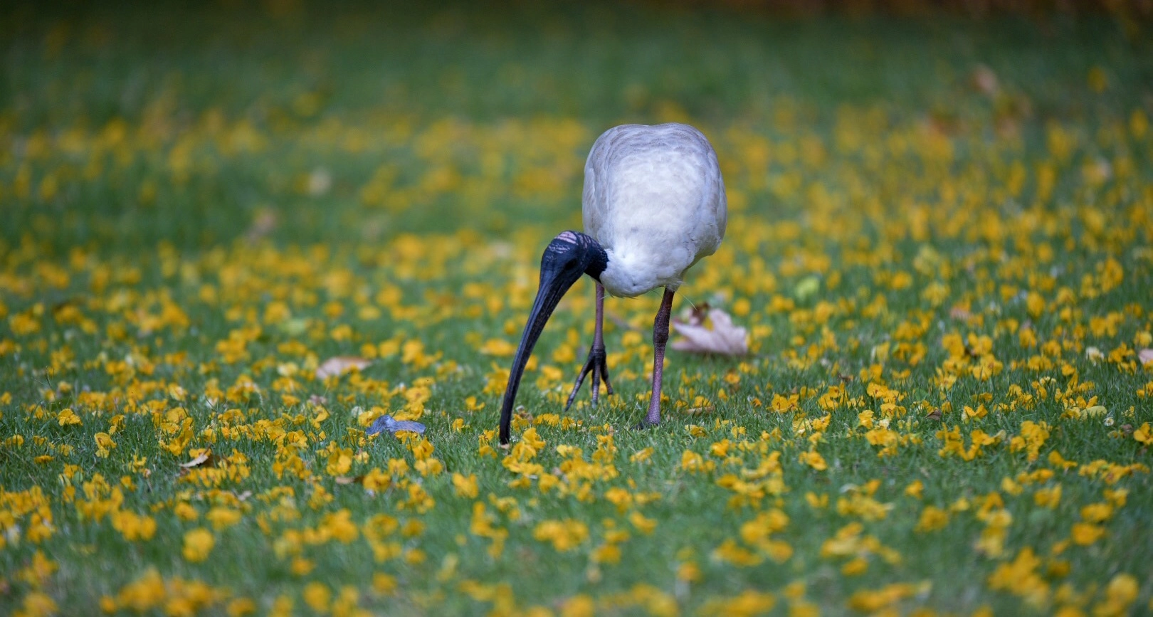 Tamron SP 70-200mm F2.8 Di VC USD sample photo. Australian white ibis photography