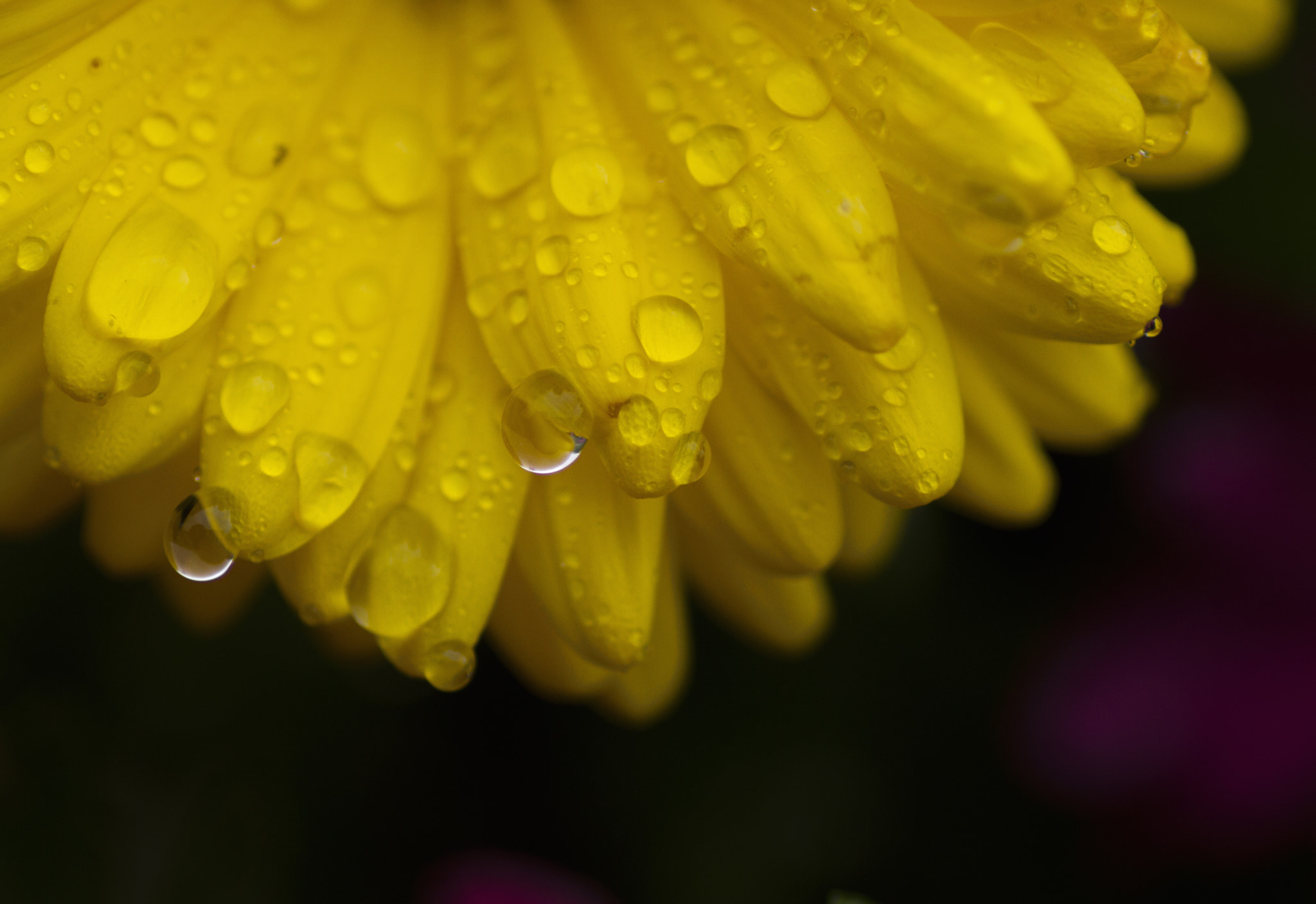 Canon EOS 7D + Tamron SP AF 90mm F2.8 Di Macro sample photo. Flowers photography