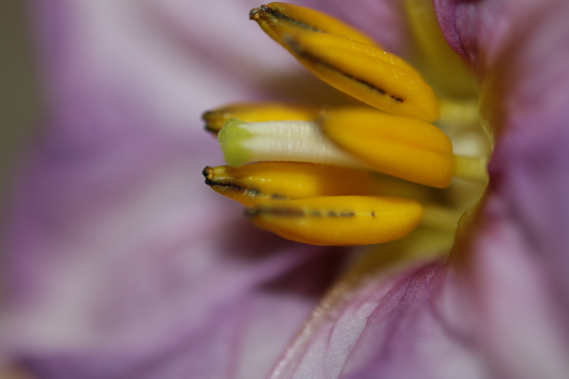 Canon MP-E 65mm F2.5 1-5x Macro Photo sample photo