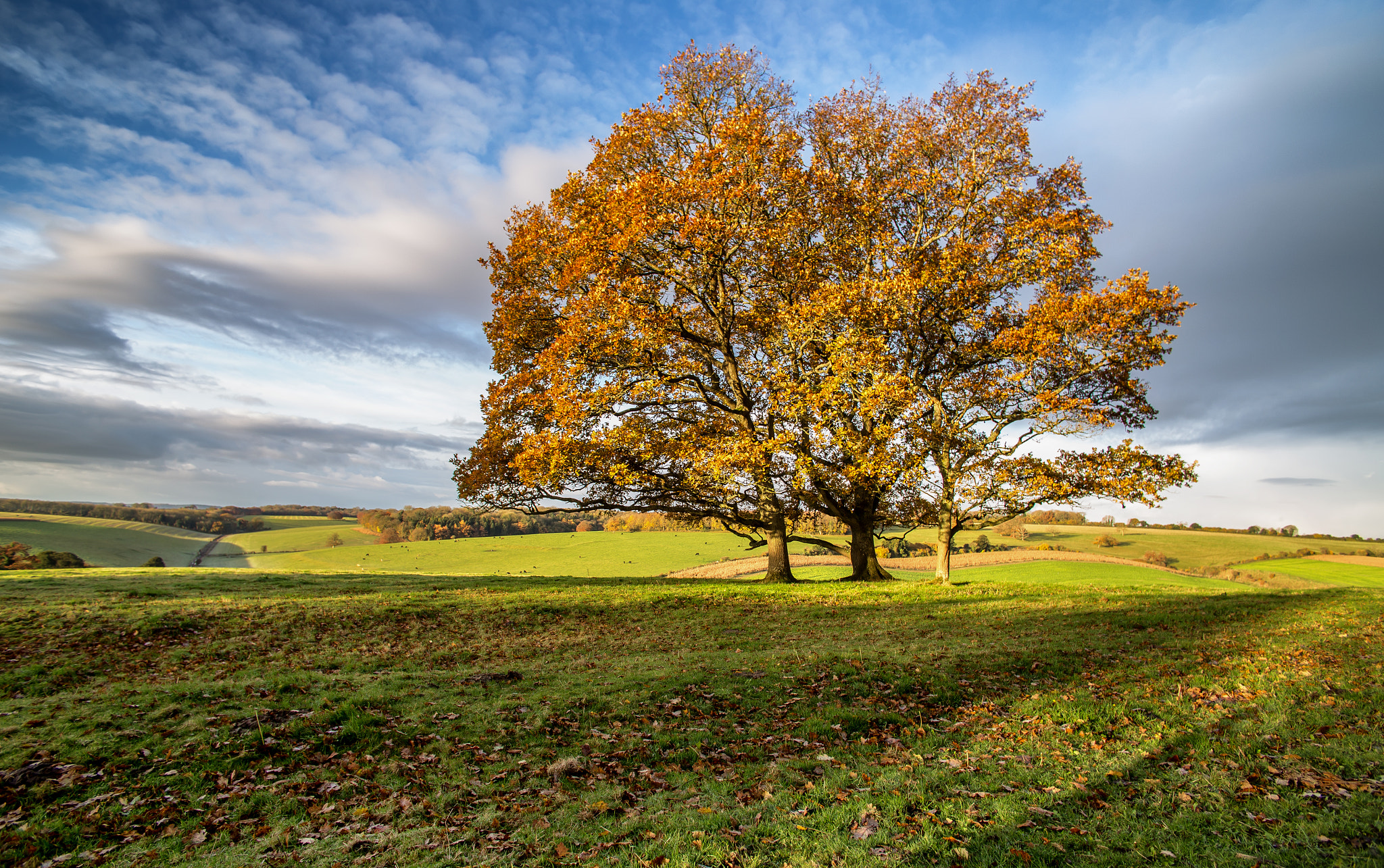 Canon EOS 6D + Tokina AT-X Pro 12-24mm F4 (IF) DX sample photo. Golden tree photography