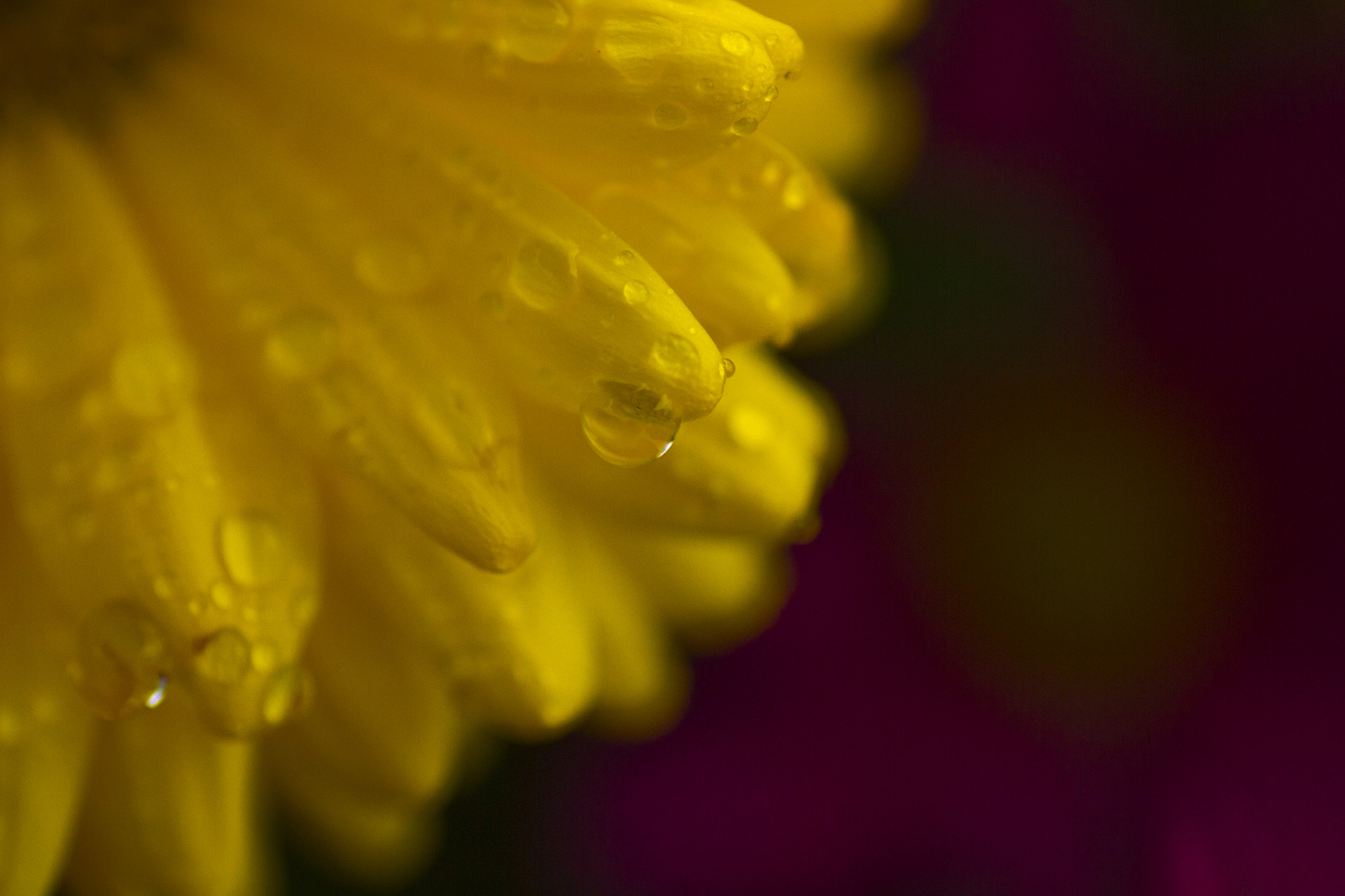 Canon EOS 7D + Tamron SP AF 90mm F2.8 Di Macro sample photo. Flowers photography