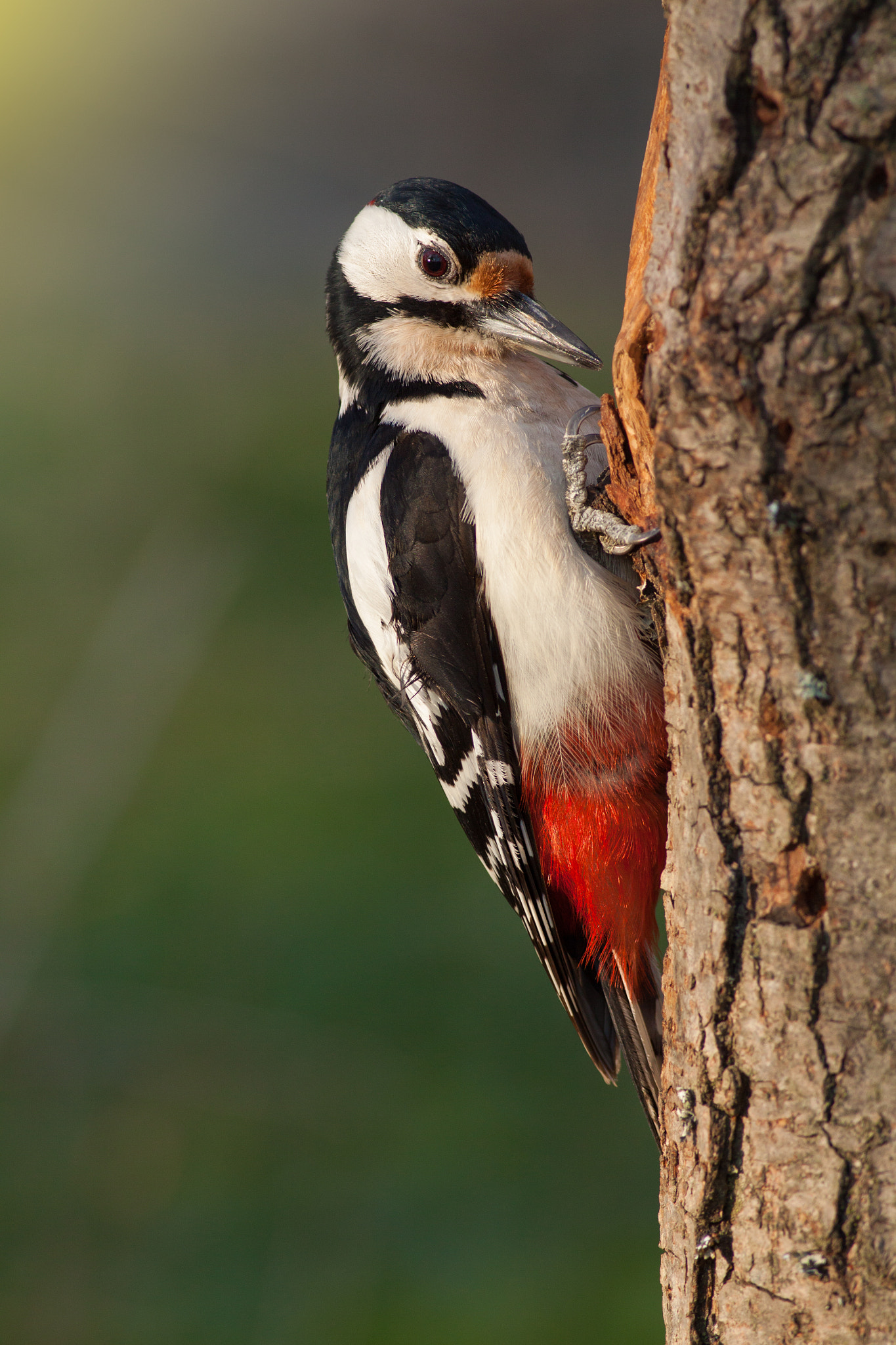 Canon EOS 50D + Canon EF 400mm F5.6L USM sample photo. Strakapoud velký (dendrocopos major) photography