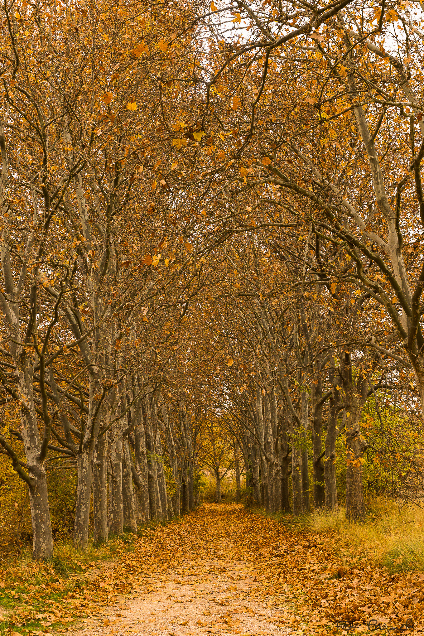 Sony a99 II + Sony DT 16-50mm F2.8 SSM sample photo. Autumn time photography