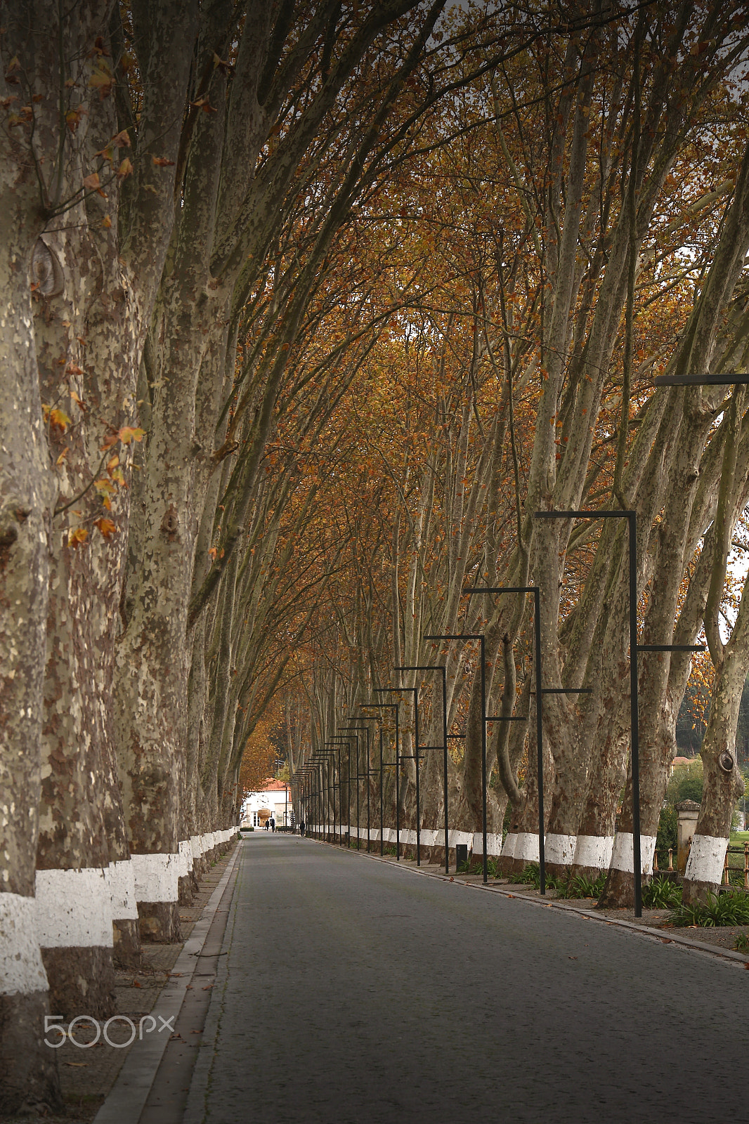 Canon EF 24-105mm F3.5-5.6 IS STM sample photo. Autumn photography