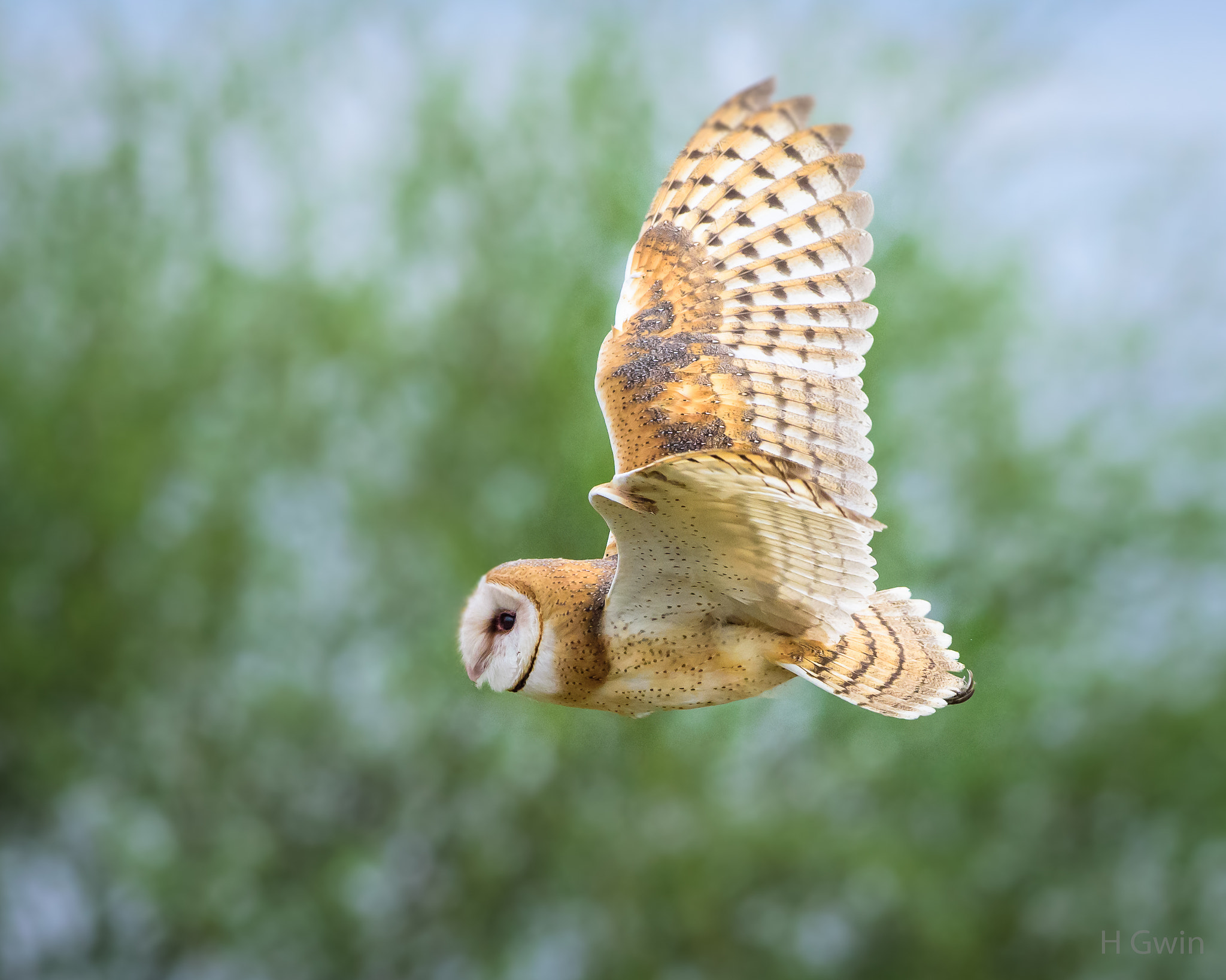 Nikon D810 sample photo. Barn owl photography