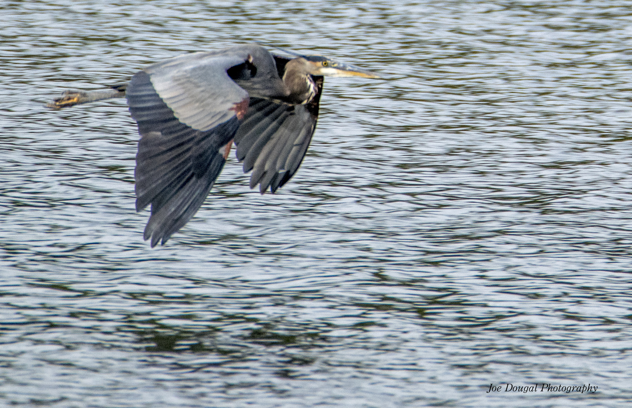 Nikon D3300 sample photo. Blue heron flying over lake photography
