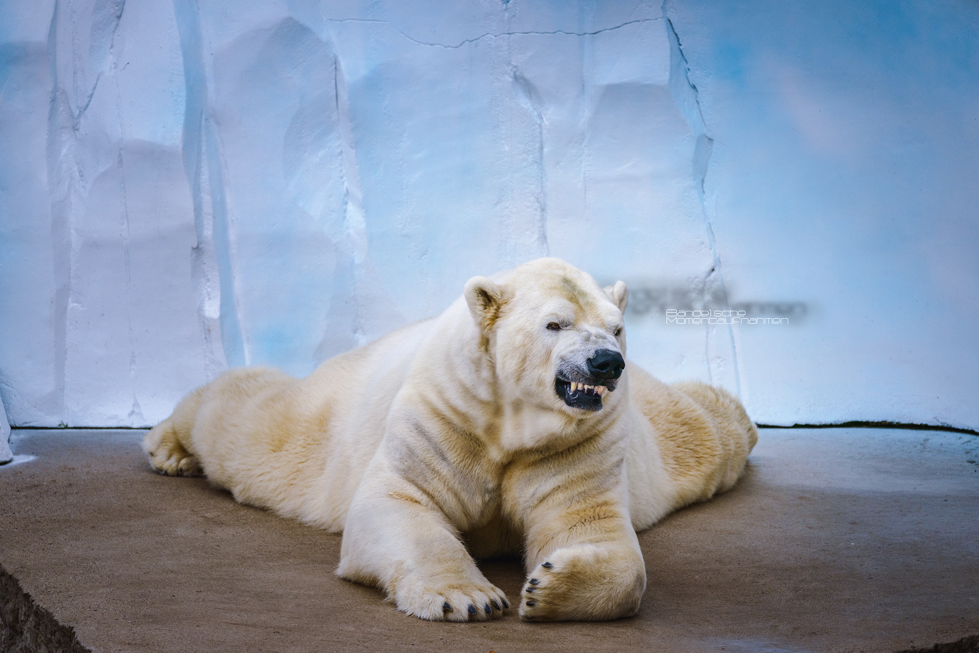 Sigma 150-600mm F5-6.3 DG OS HSM | C sample photo. Eisbär-raubtier / ice bear-predator photography